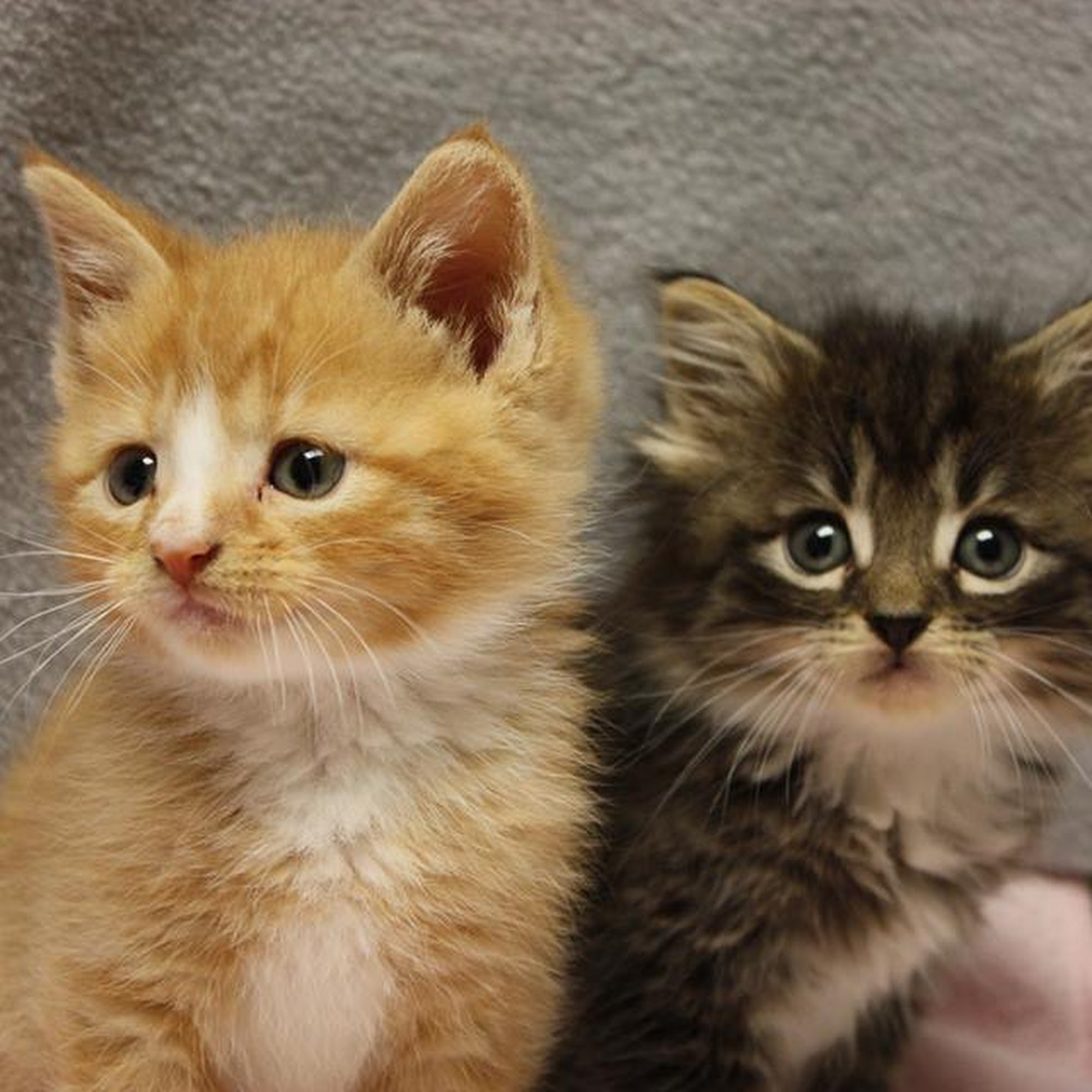 Carroll County Veterinary Clinic Westminster