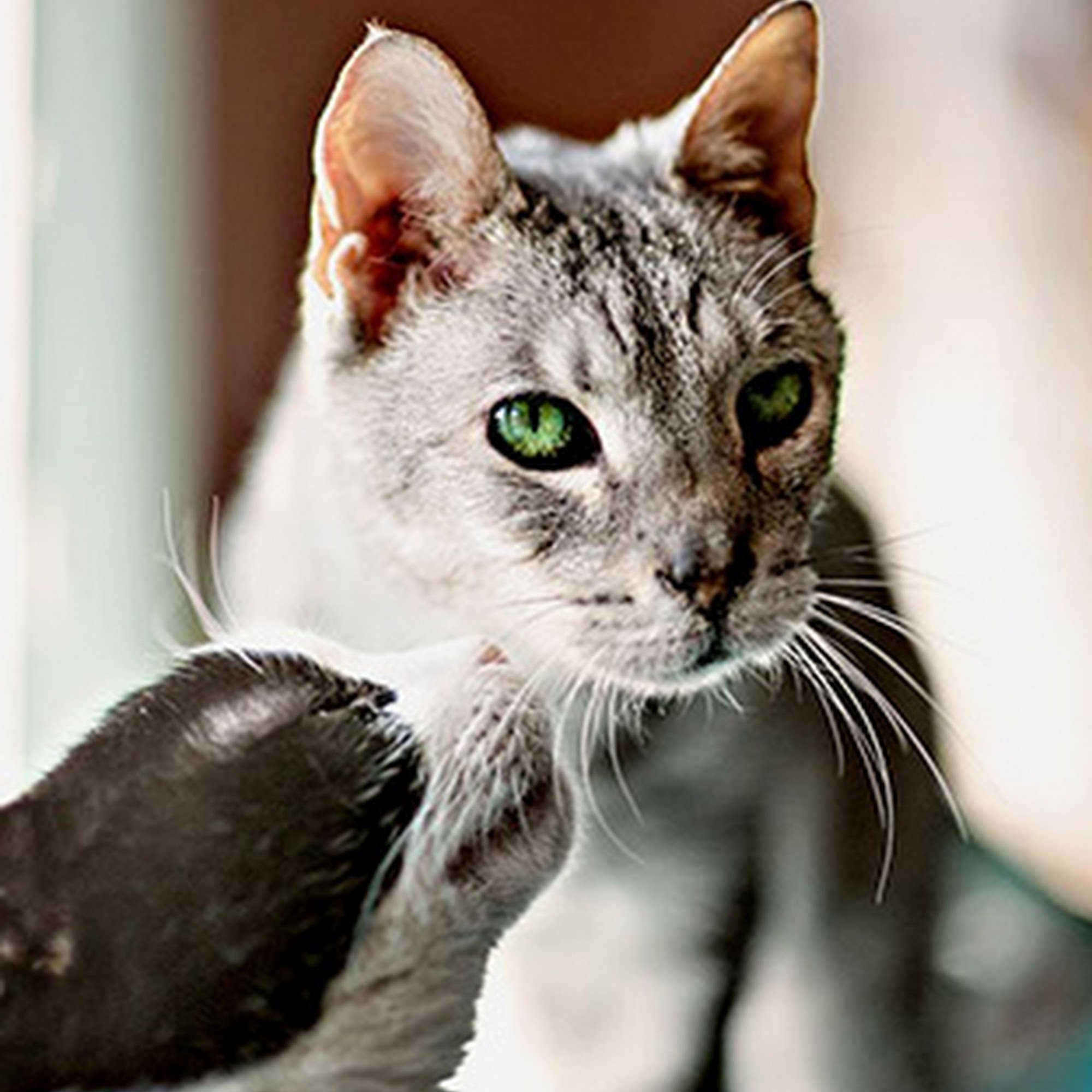 Westminster Veterinary Hospital Westminster