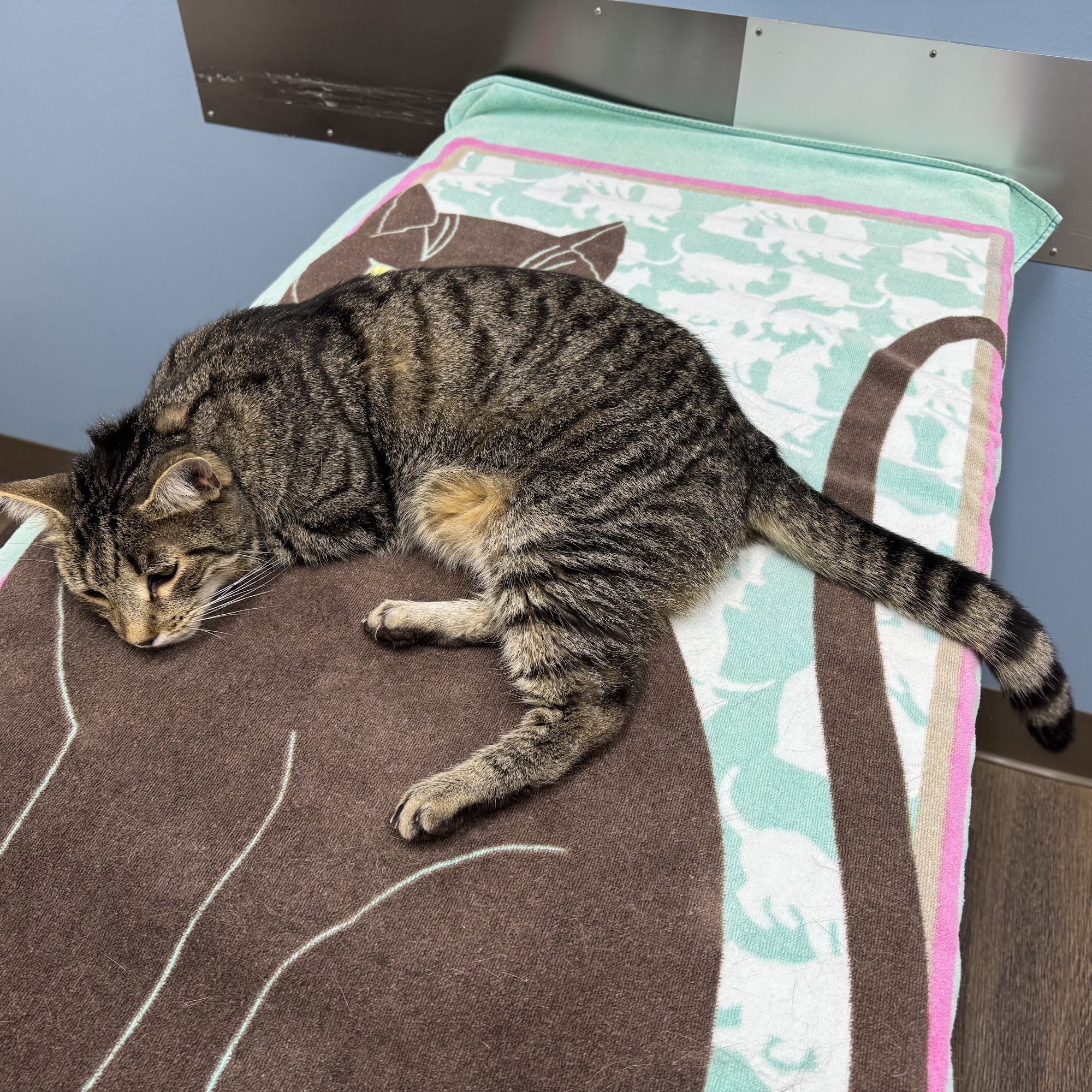 Central Carroll Animal Emergency Westminster