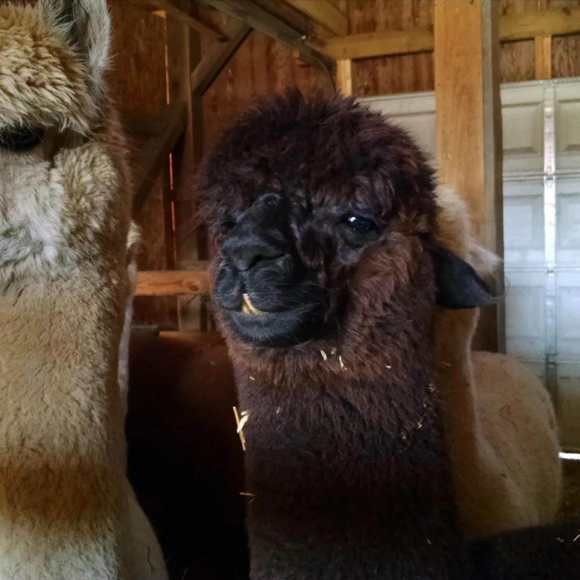 Windsor Veterinary Services Westminster