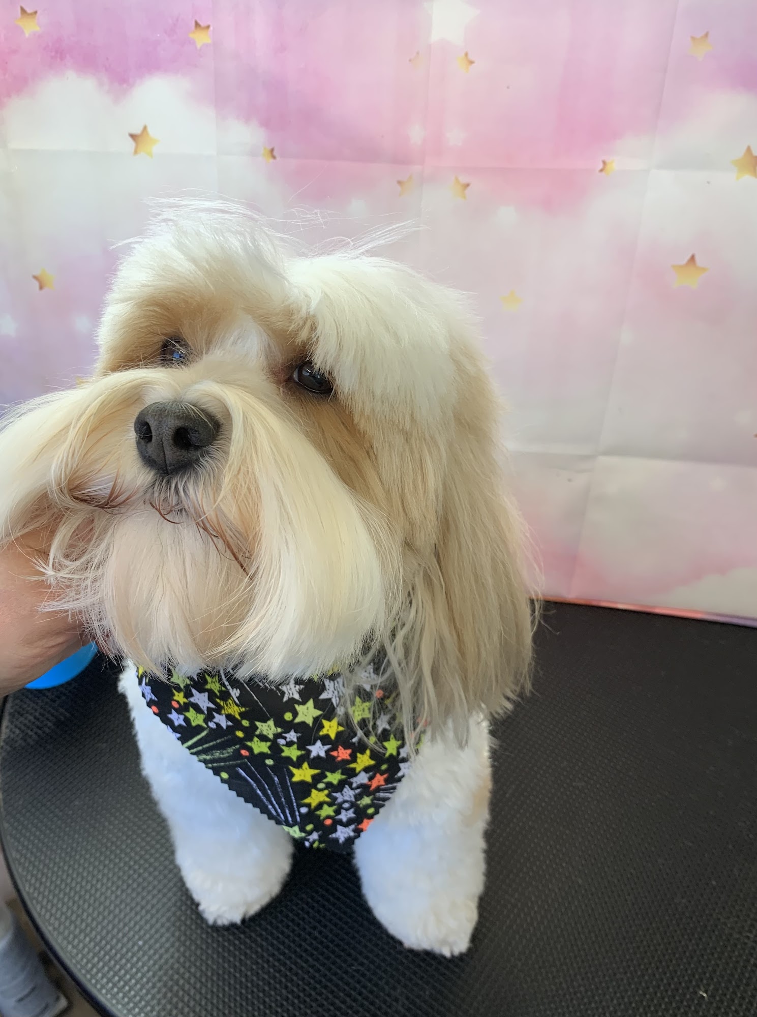 Mia Bella Pet Grooming L.L.C. Westminster