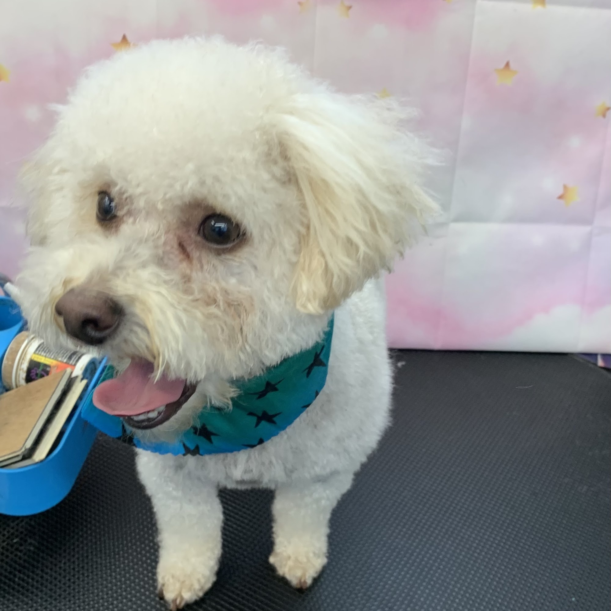 Mia Bella Pet Grooming L.L.C. Westminster