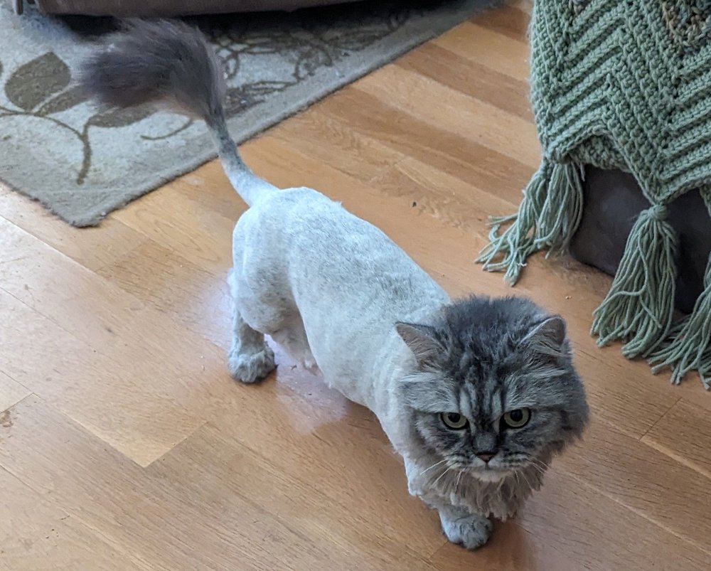 Top Hat and Tails Grooming 85 W Main St, Westminster, MD 21157