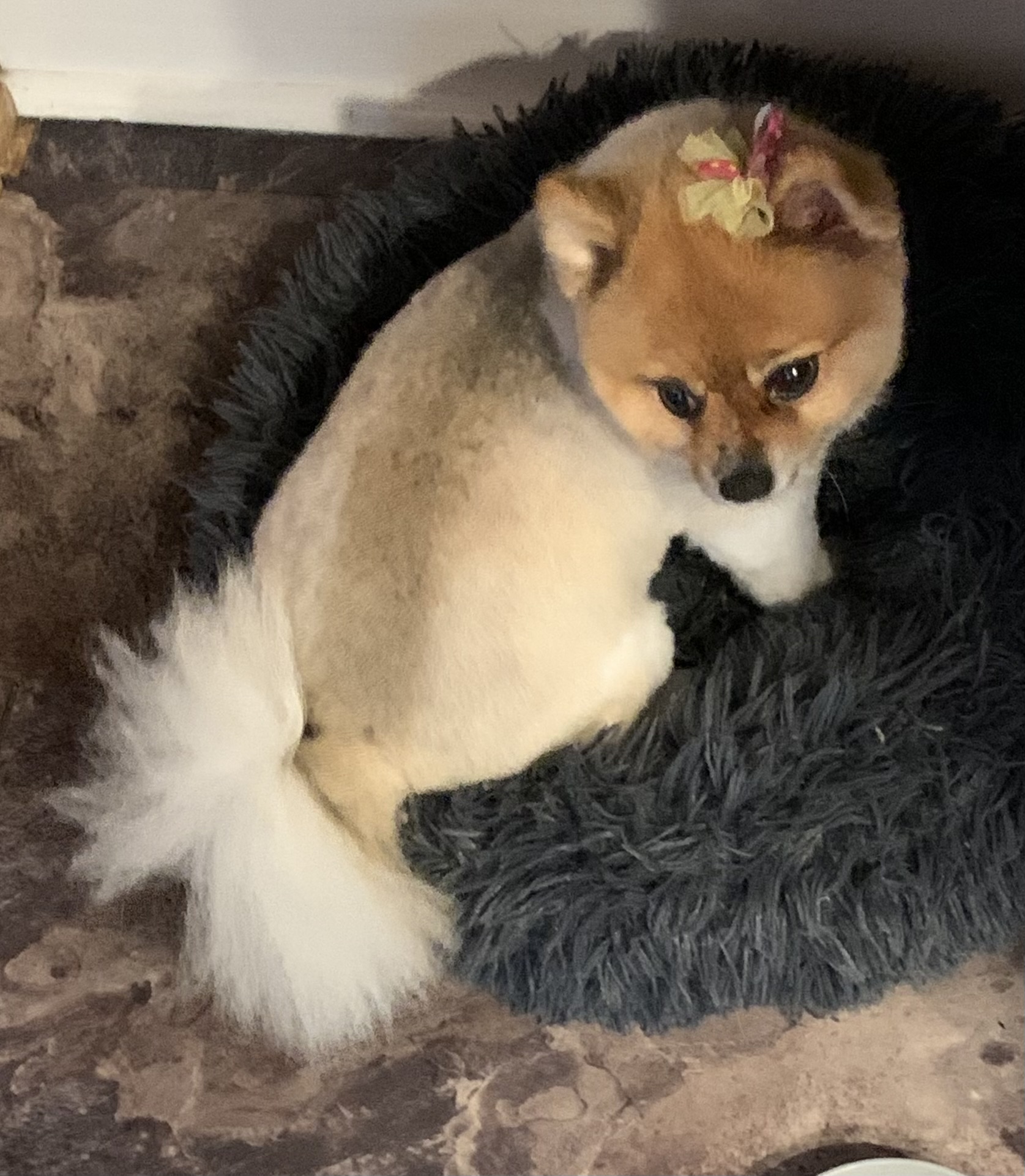 Fancy Paws Grooming Salon Westminster