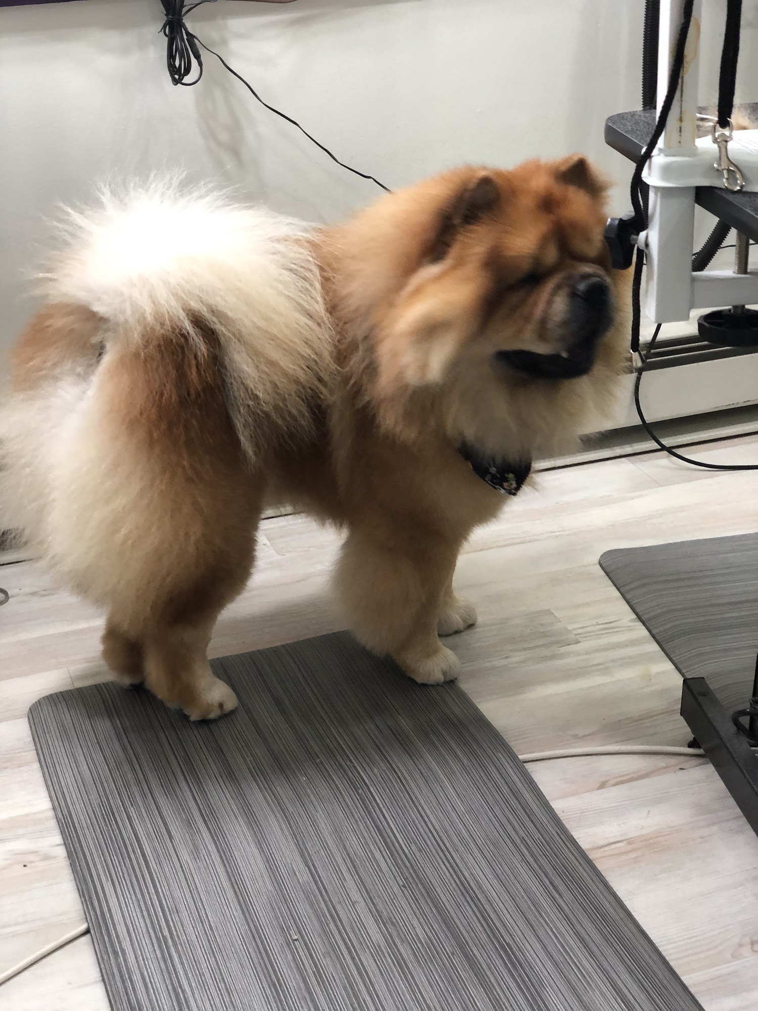 Norma's K-9 Designs, LLC. Westminster