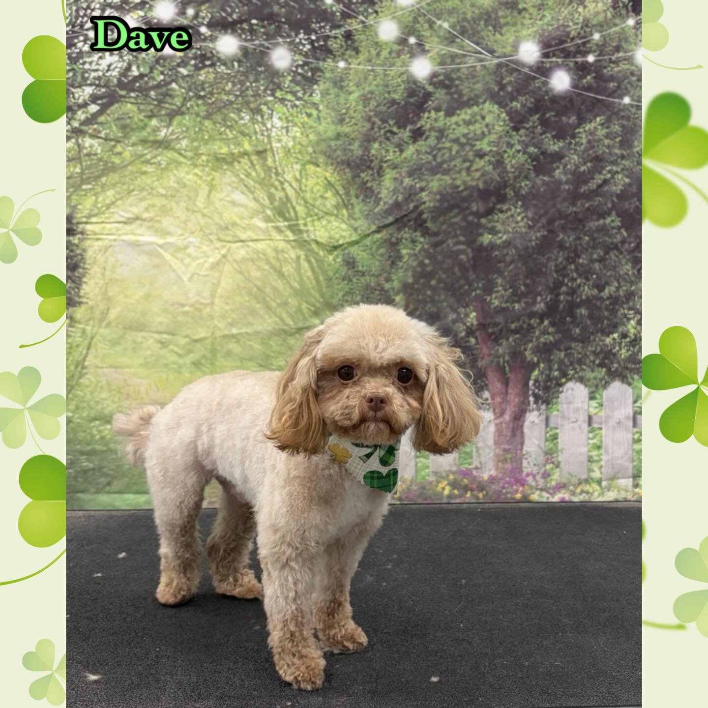 Feathers Scales & Tails Veterinary Hospital Westminster