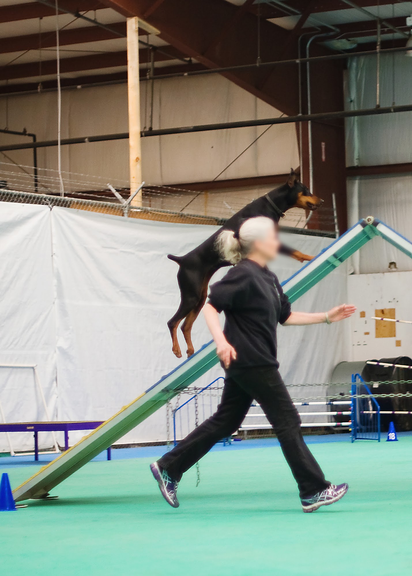 My K9 Buddy Westminster