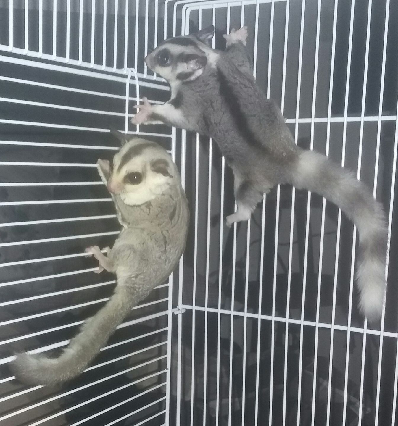 Infinity Gliders Westminster