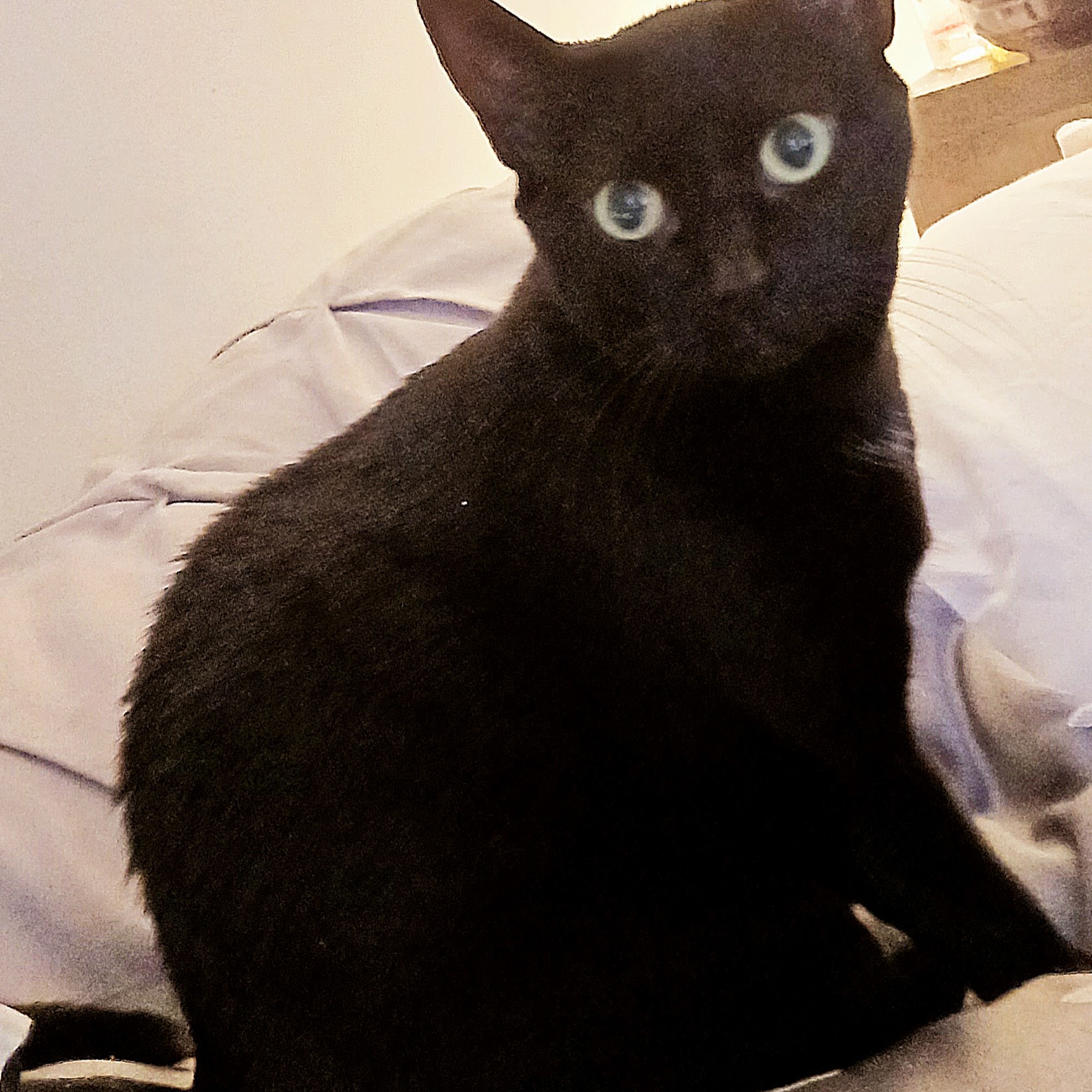 Honeygo Animal Hospital Inc White Marsh