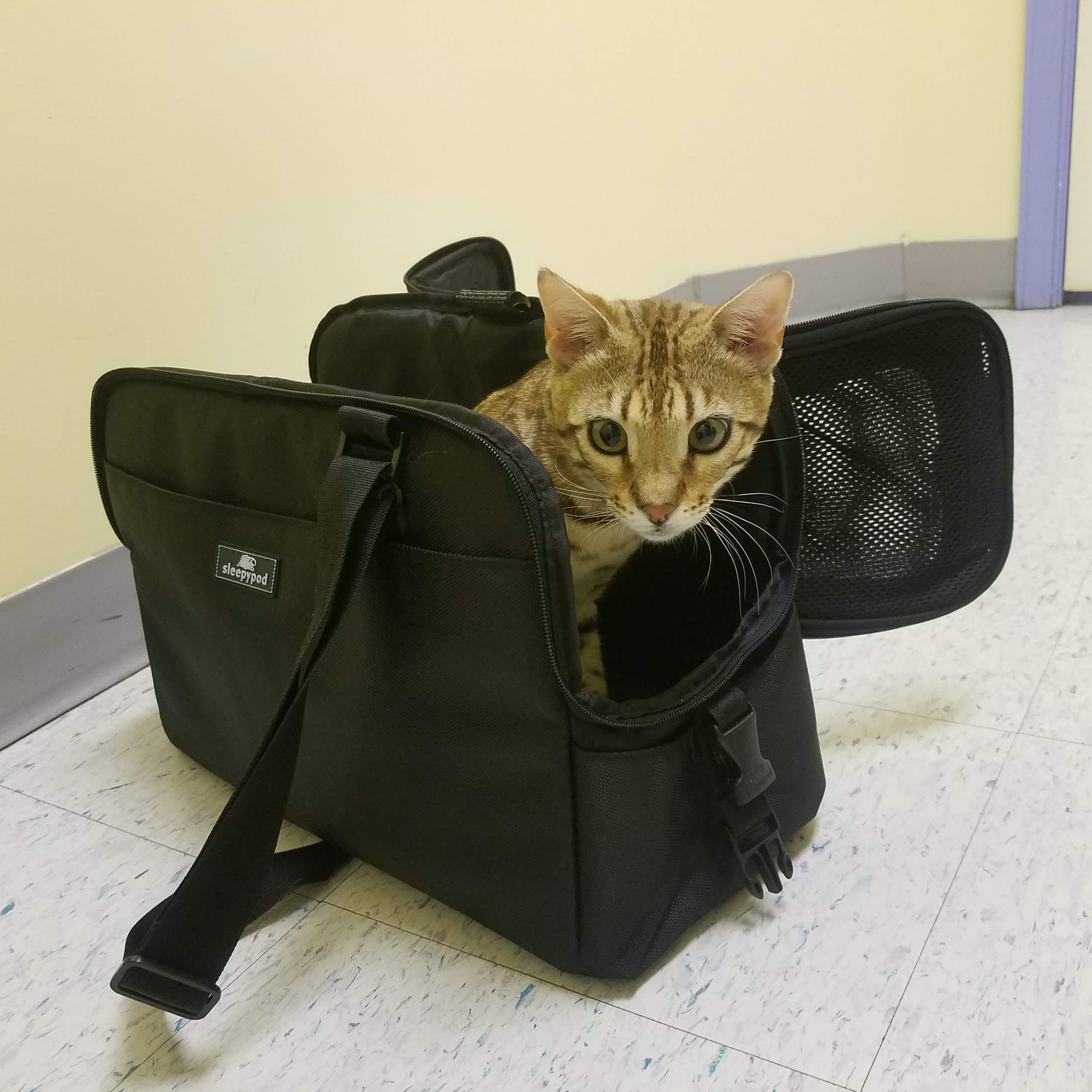 White Plains Animal Hospital White Plains