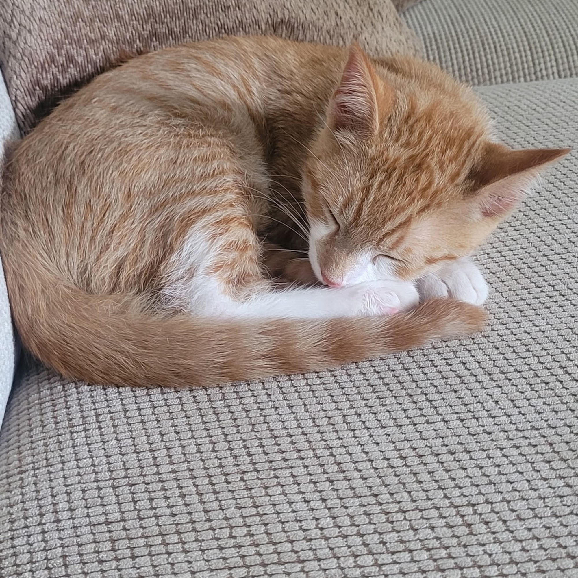 Animal Clinic of Whiteford Whiteford