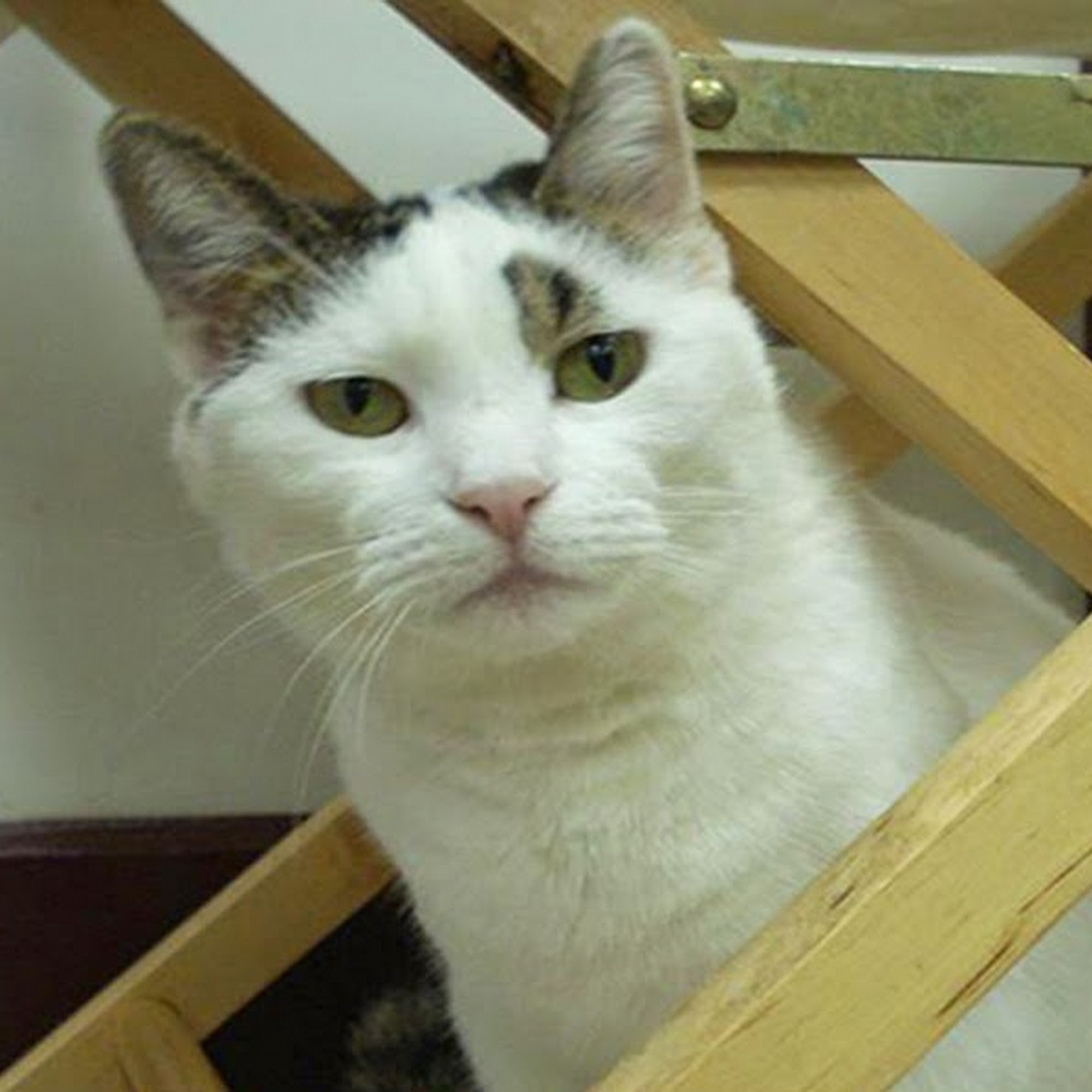 Cambria Veterinary Center Whiteford