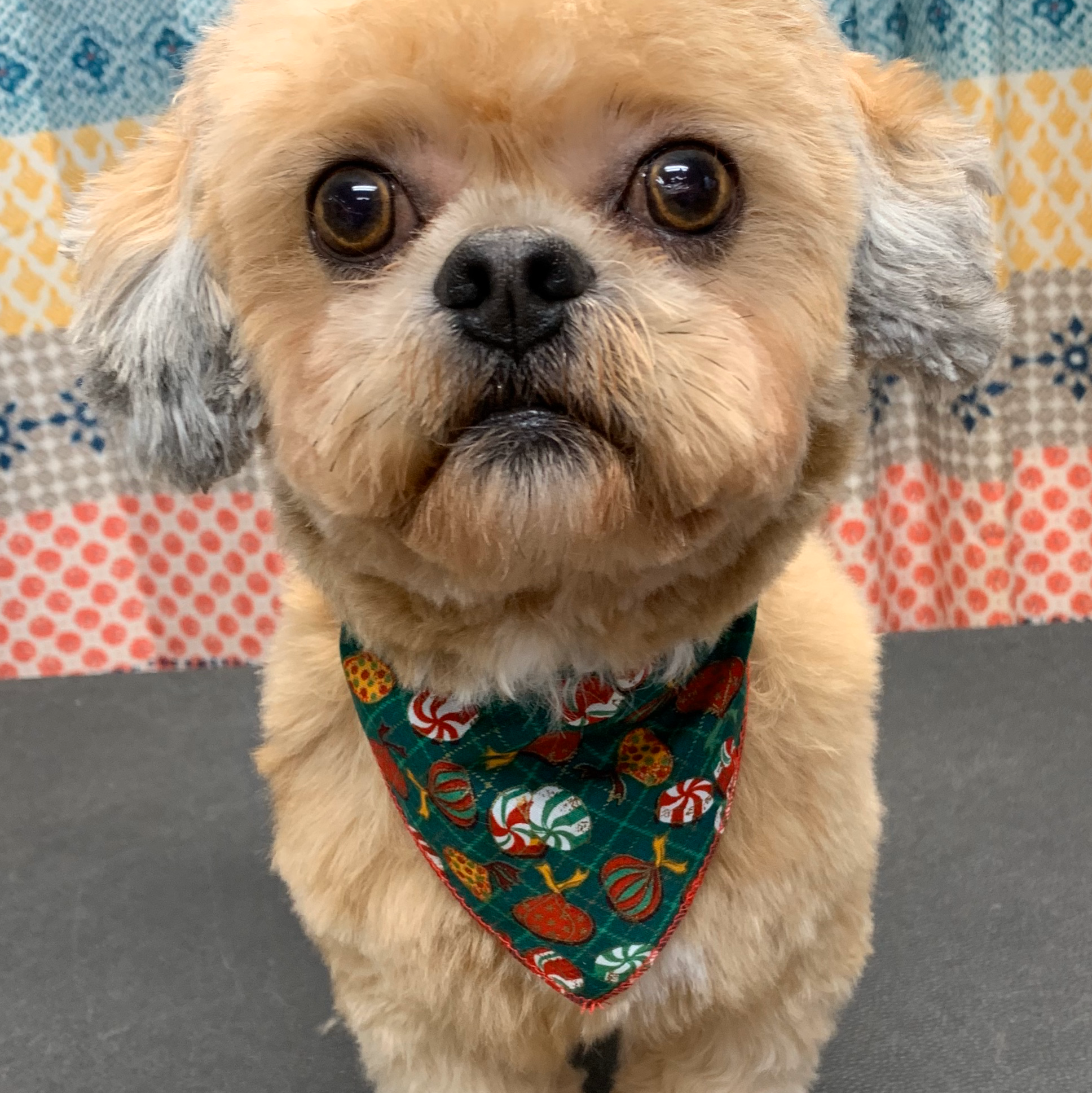 Hometown Grooming and Pet Care Whiteford