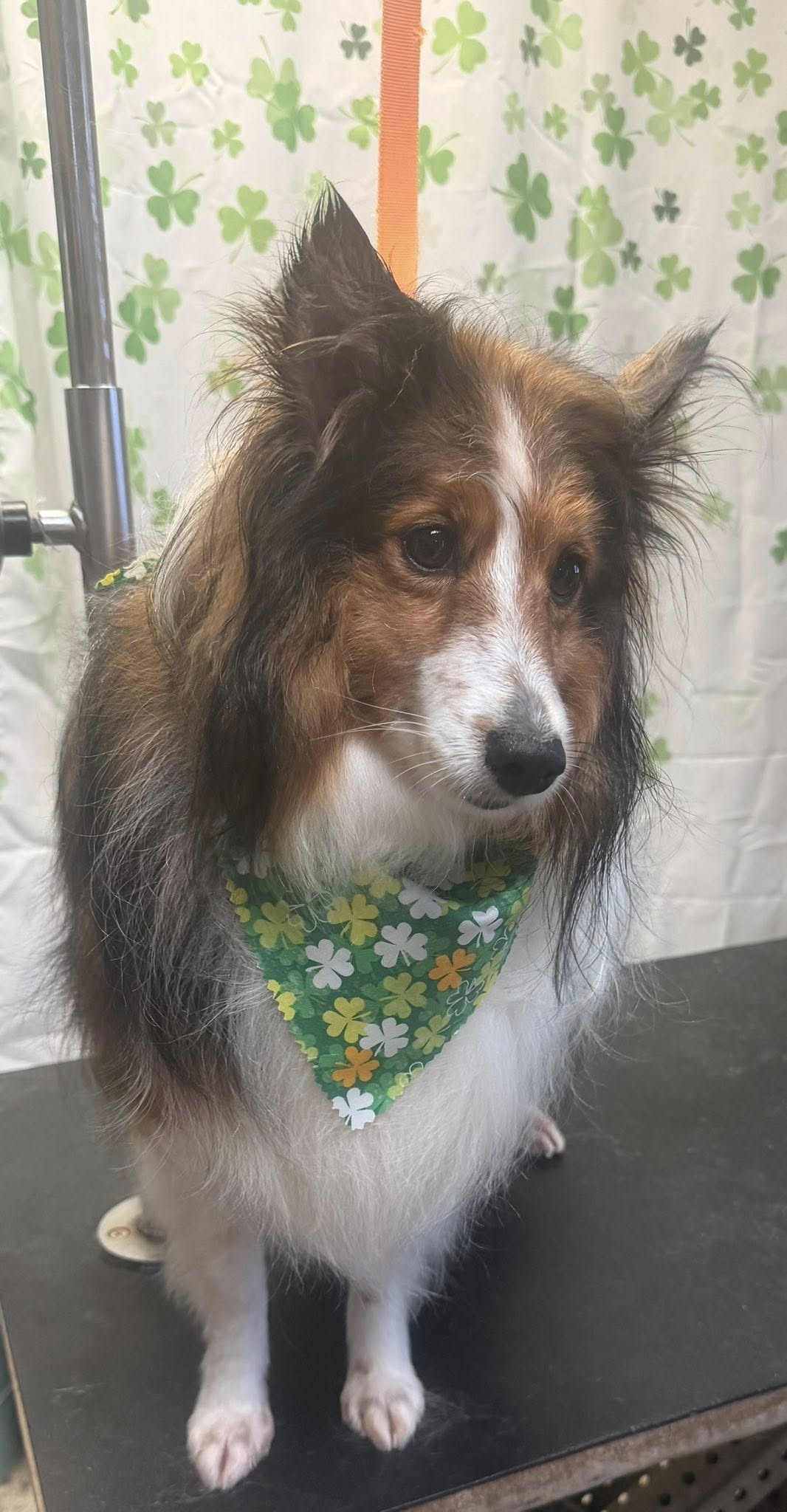 Hometown Grooming and Pet Care Whiteford