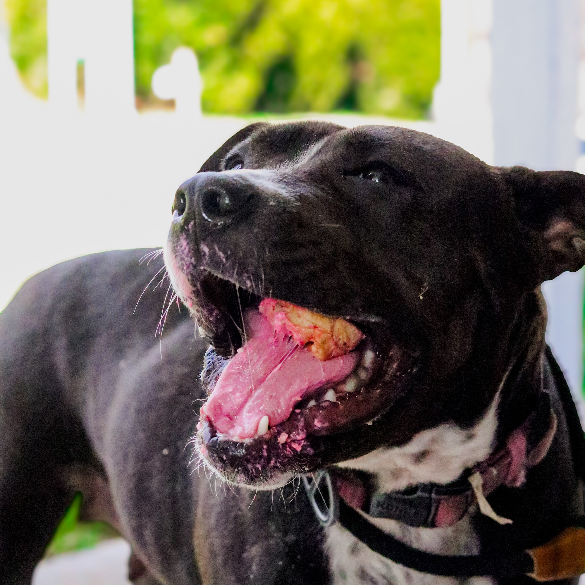 Kara?s K9 Waffle Treats Whiteford