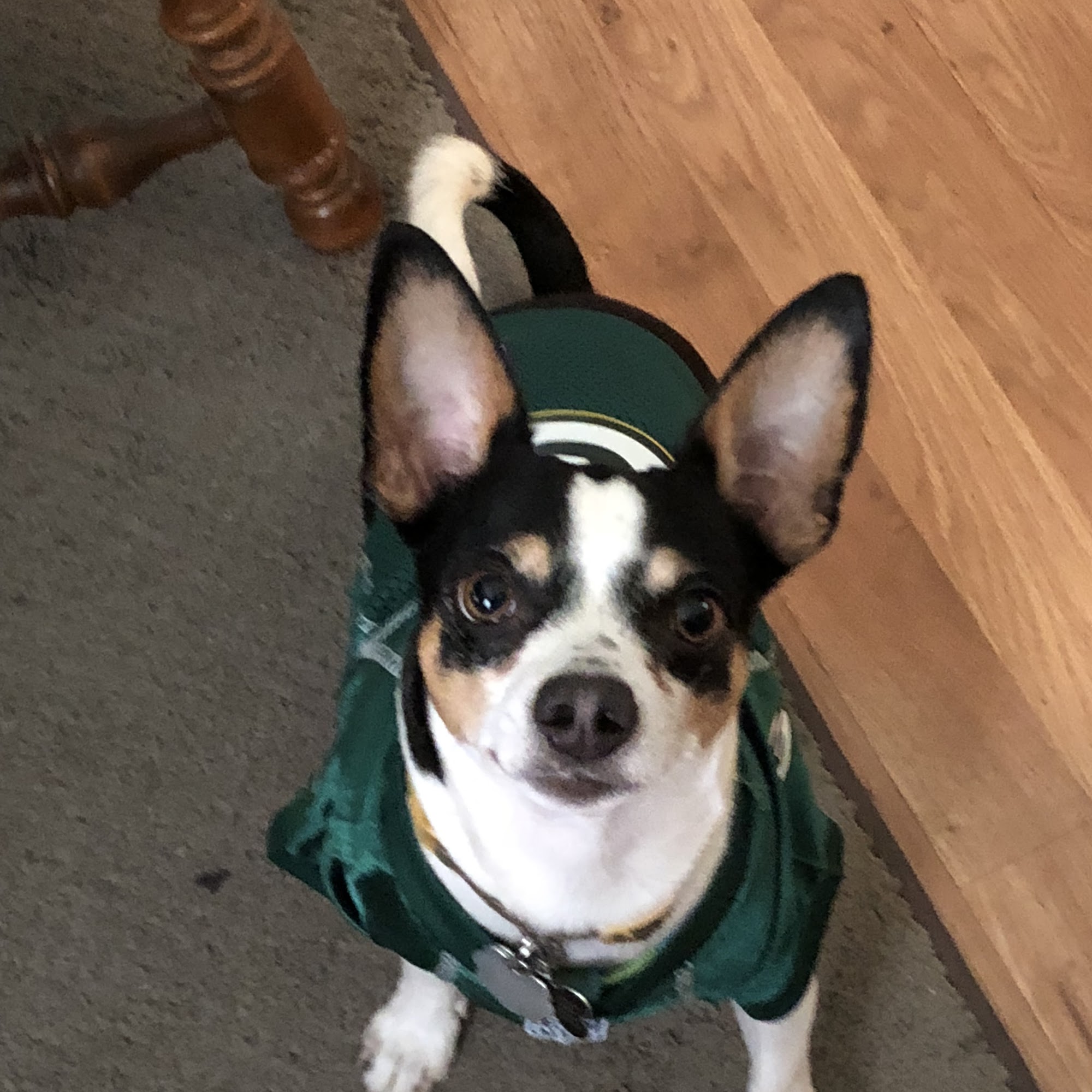 Canal Town Veterinary Clinic Williamsport