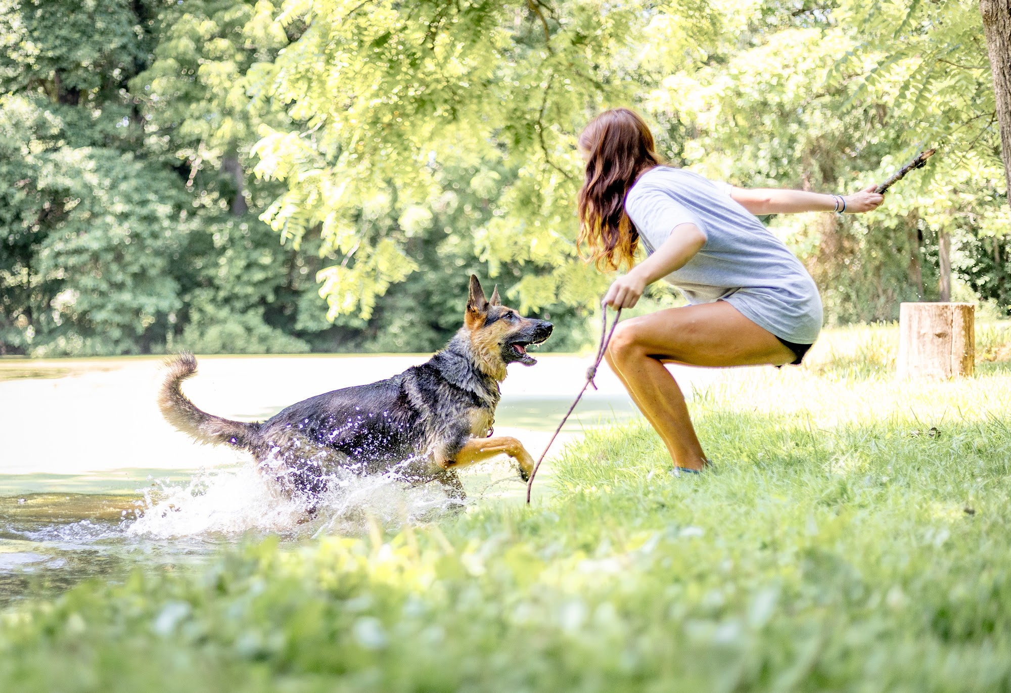 Shady Spring Pet Retreat Woodbine