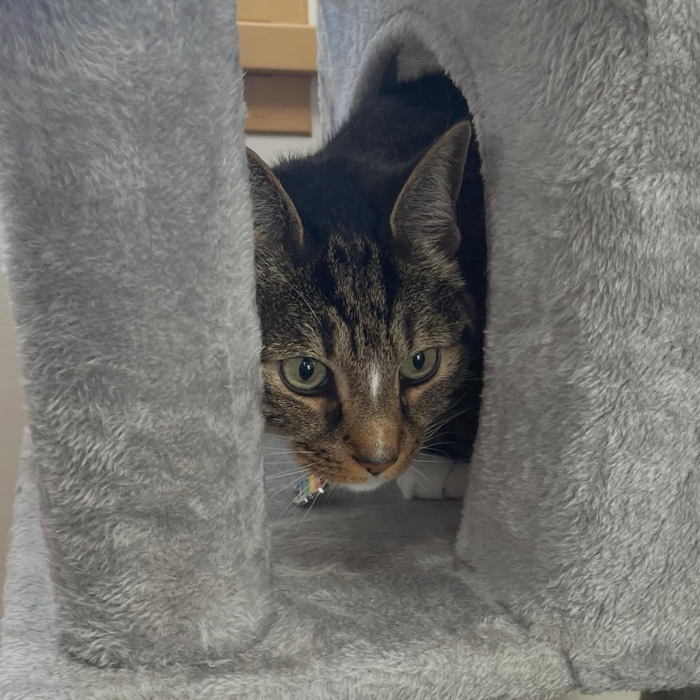 Shady Spring Pet Retreat Woodbine