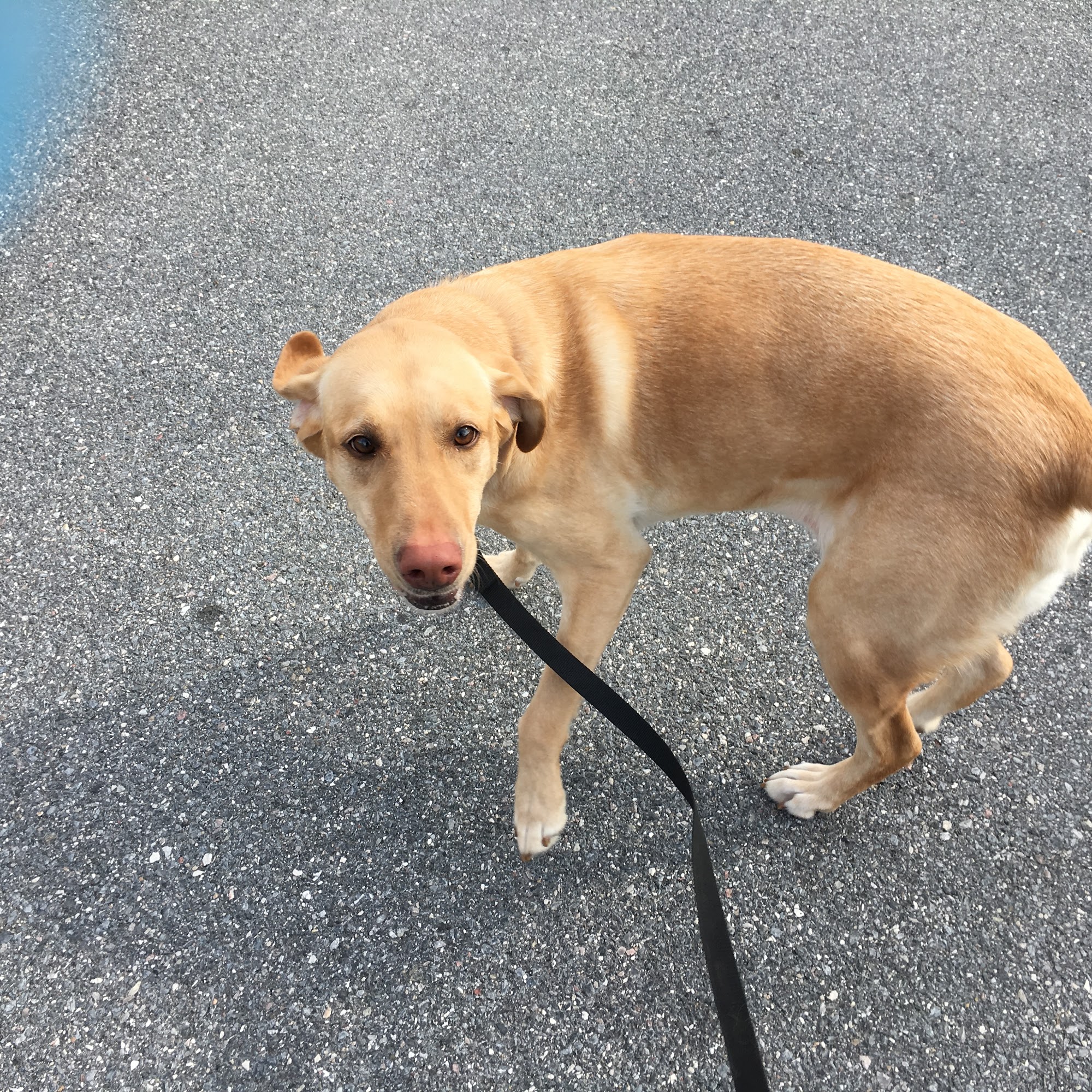 Peace Of Mind Pets LLC Woodbine