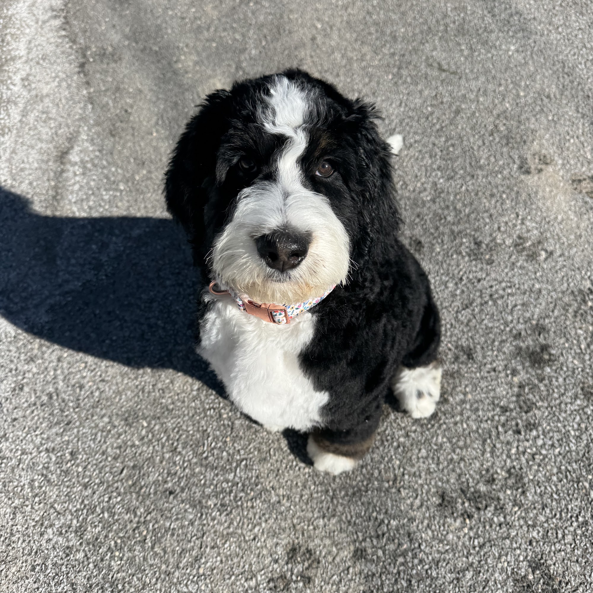 Mann Memorial Veterinary Clinic Arundel