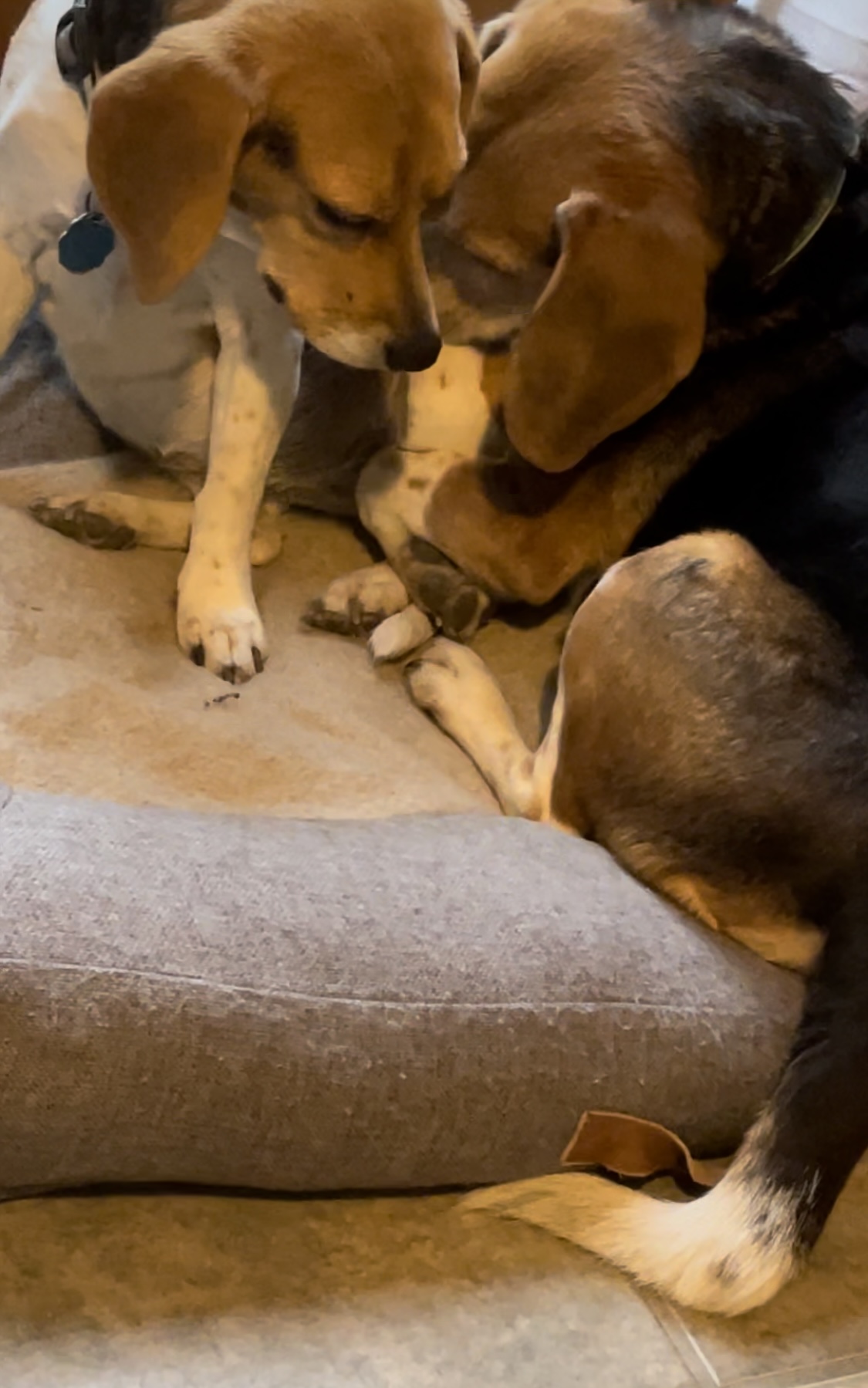 Mann Memorial Veterinary Clinic Arundel