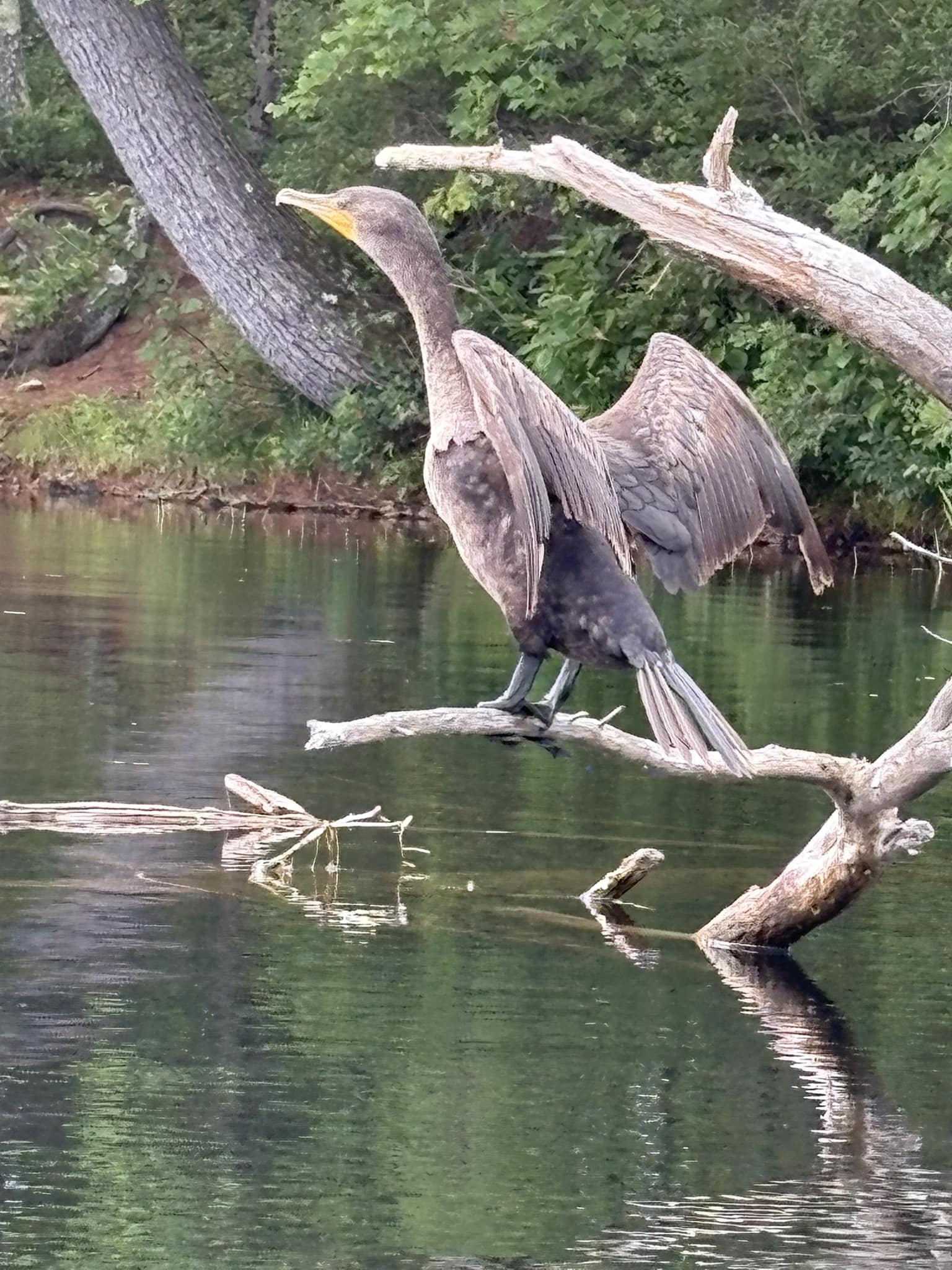 Roys Allsteak Hamburgers and Golf Center Auburn