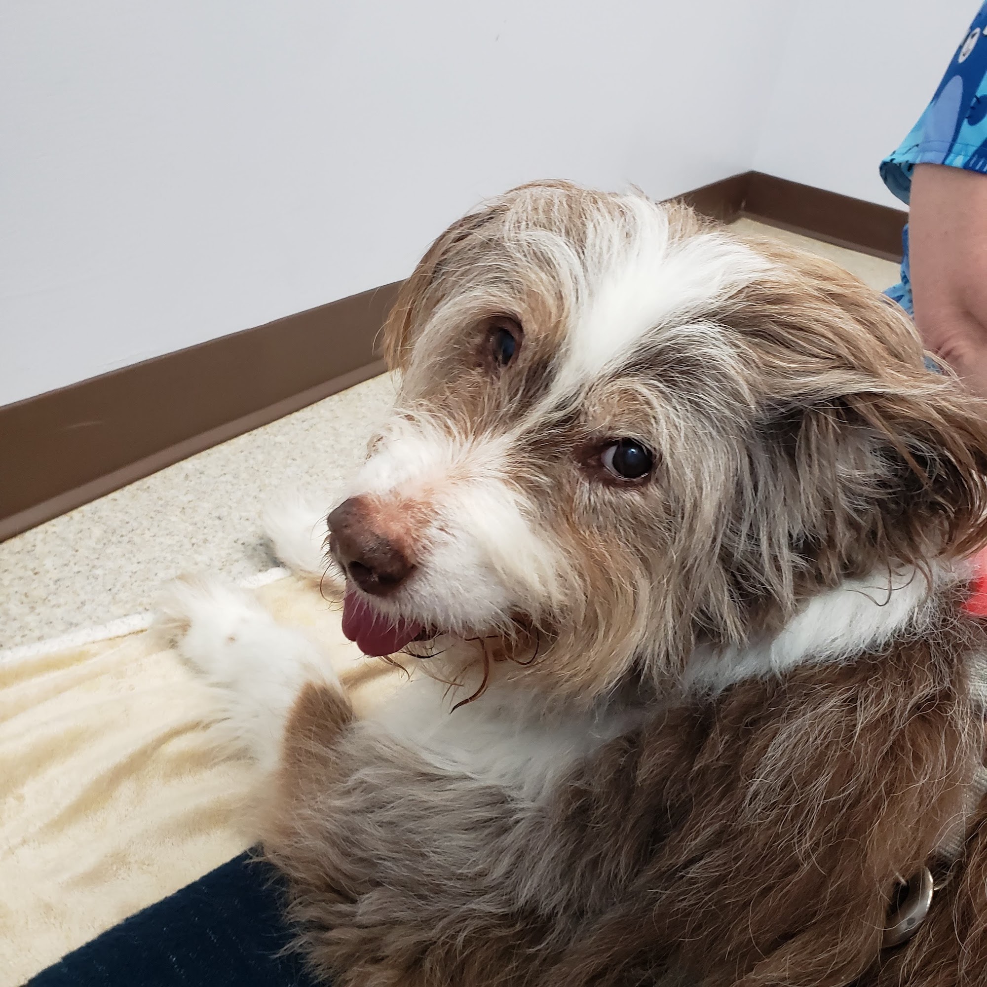 Taylor Brook Animal Hospital Auburn