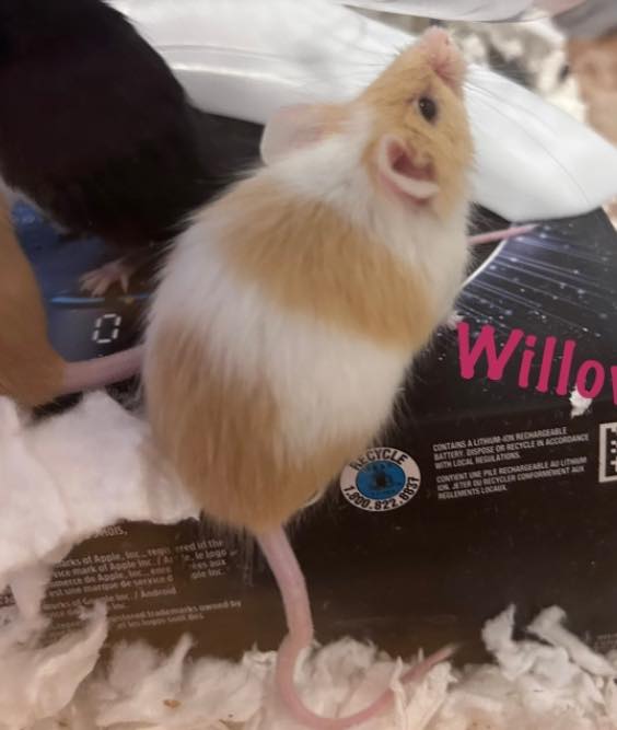 Mainely Rat Rescue Auburn