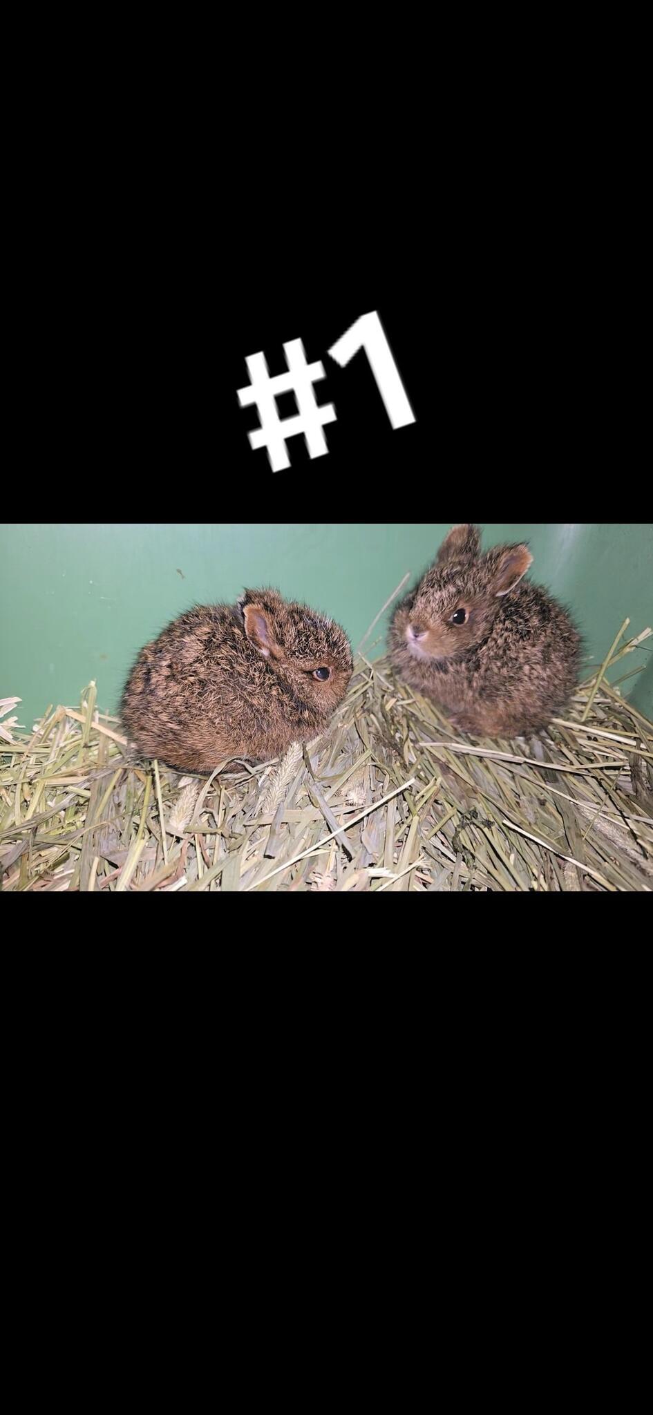 Misfits Rehab Auburn