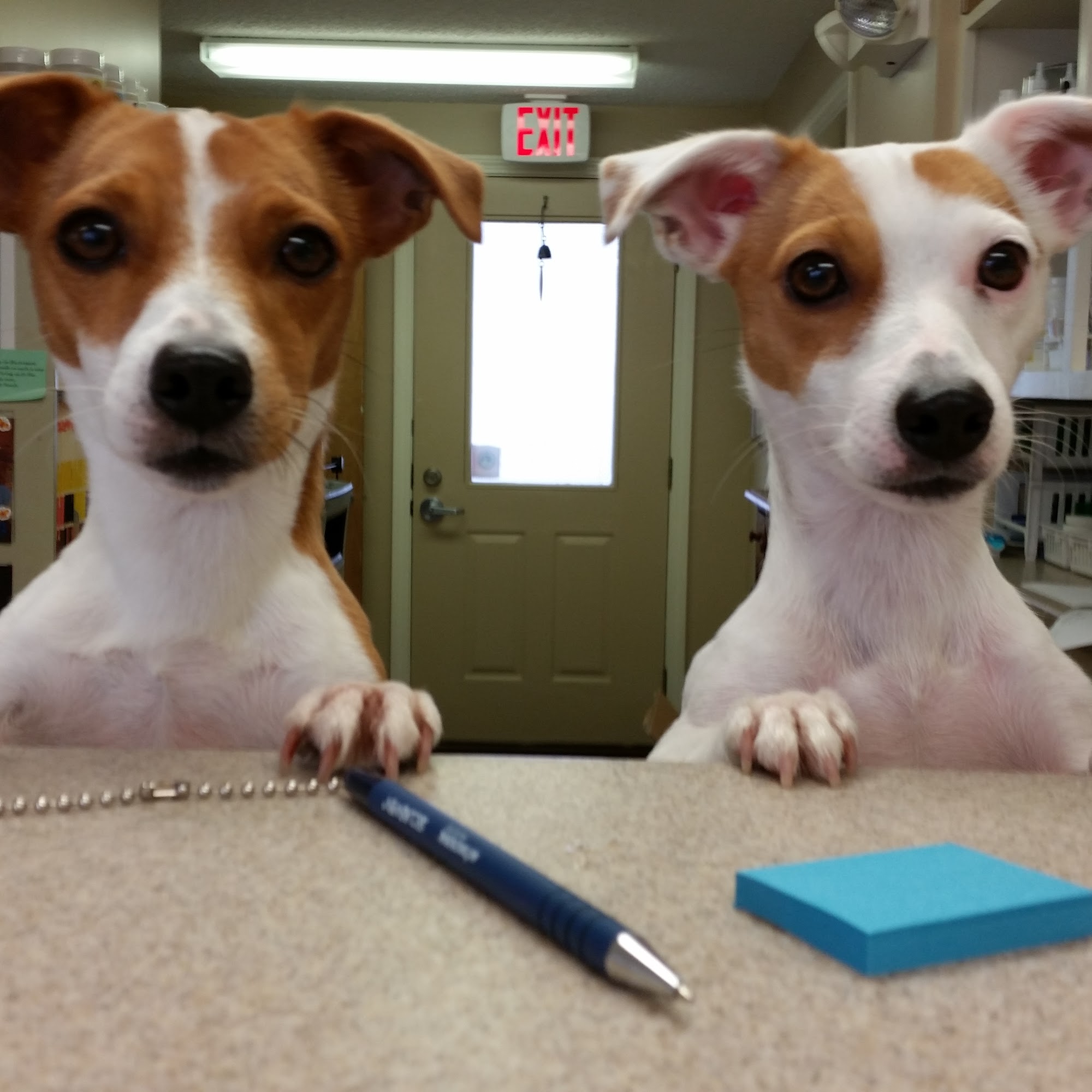 Animal Wellness Center Augusta