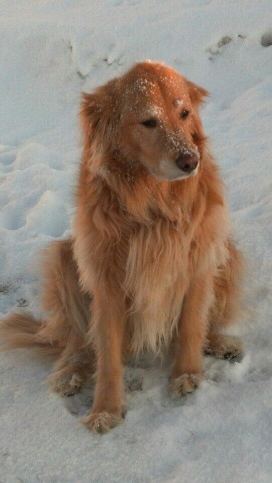 Pine Tree Veterinary Hospital: Forgeron Celeste DVM Augusta