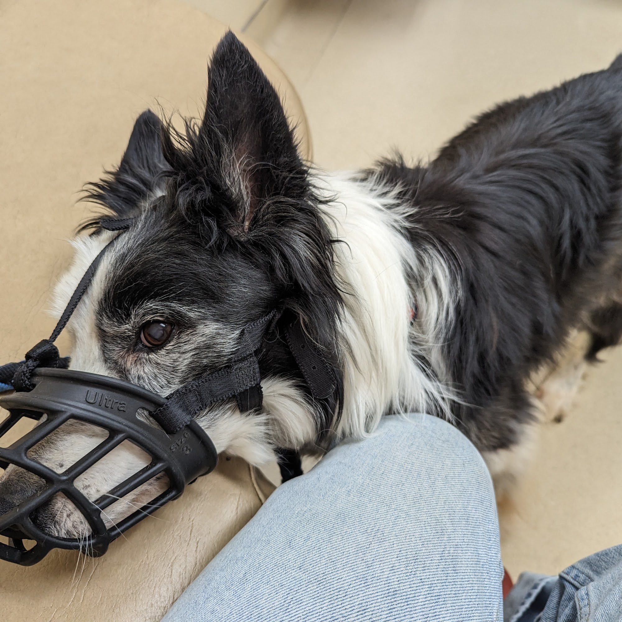 Pine Tree Veterinary Hospital Augusta