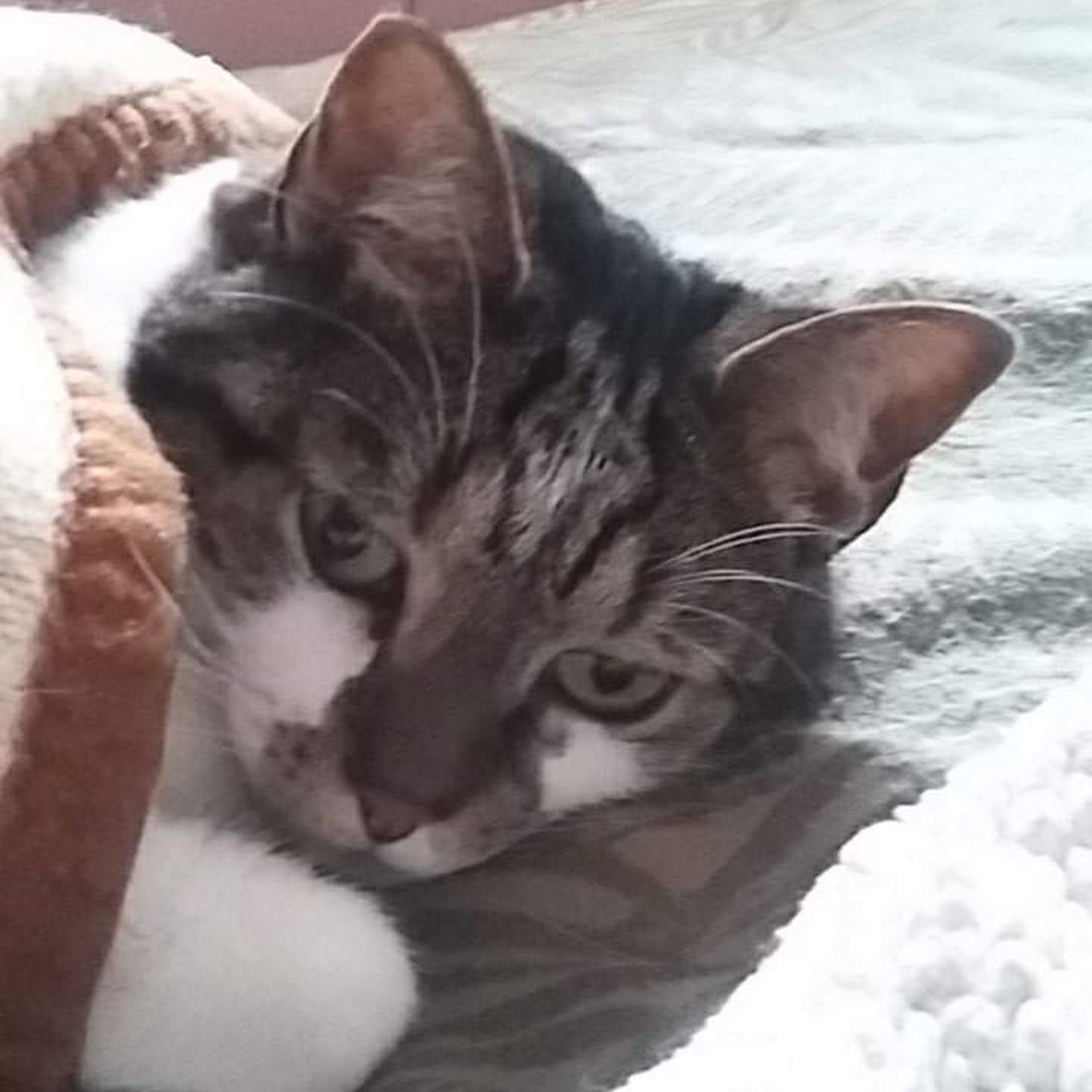 Companion Animal Clinic Augusta