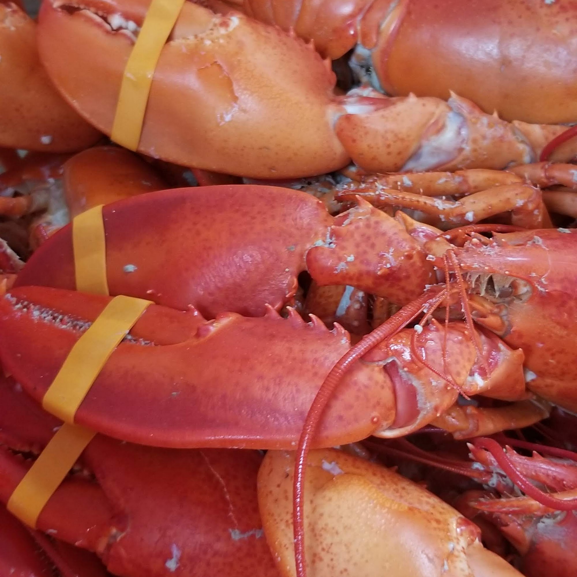 McLaughlin's Lobsters, Seafood & Takeout in Bangor Bangor