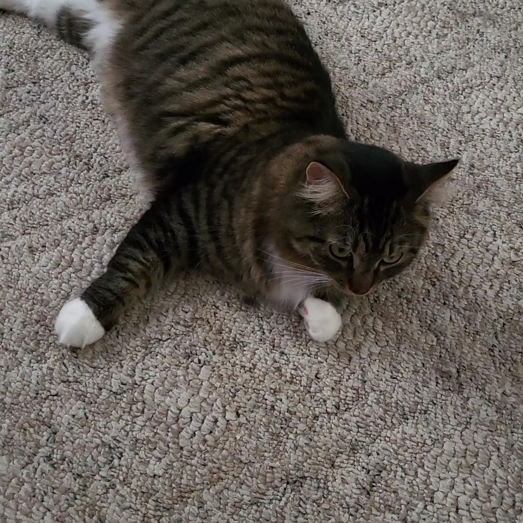 Penobscot Veterinary Services Bangor