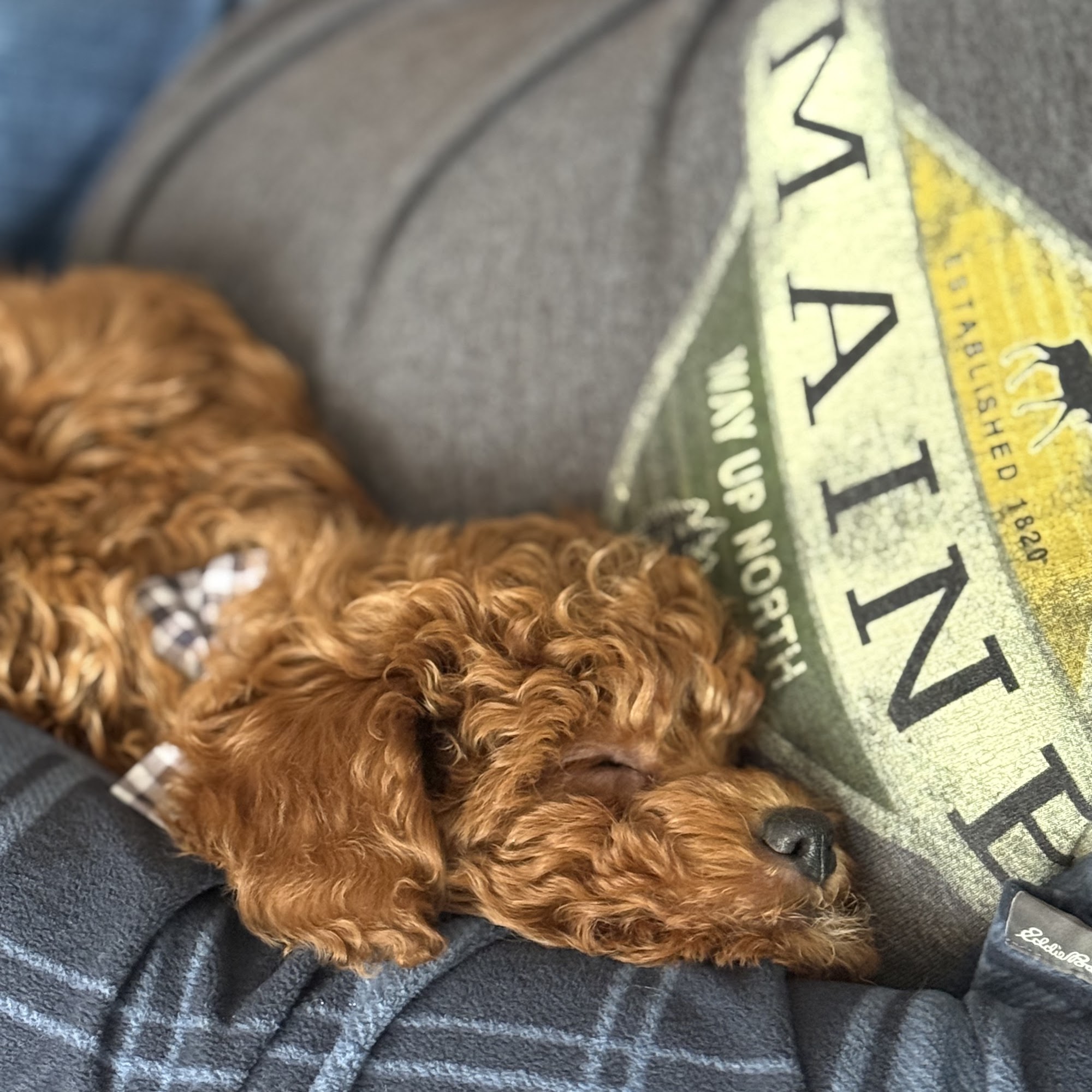 Remington Jessica DVM Bangor