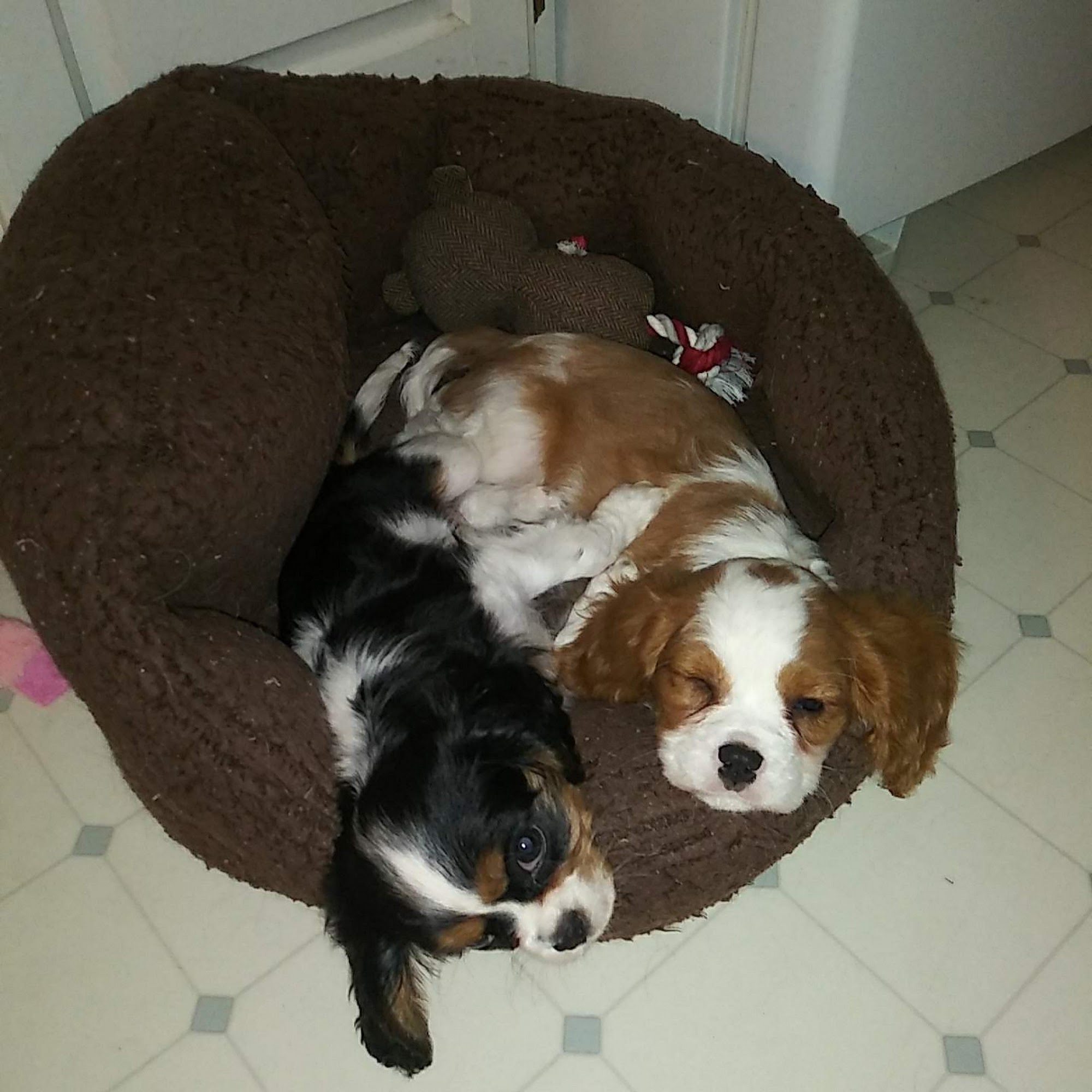 Penobscot Veterinary Services: Thomas Diana DVM Bangor