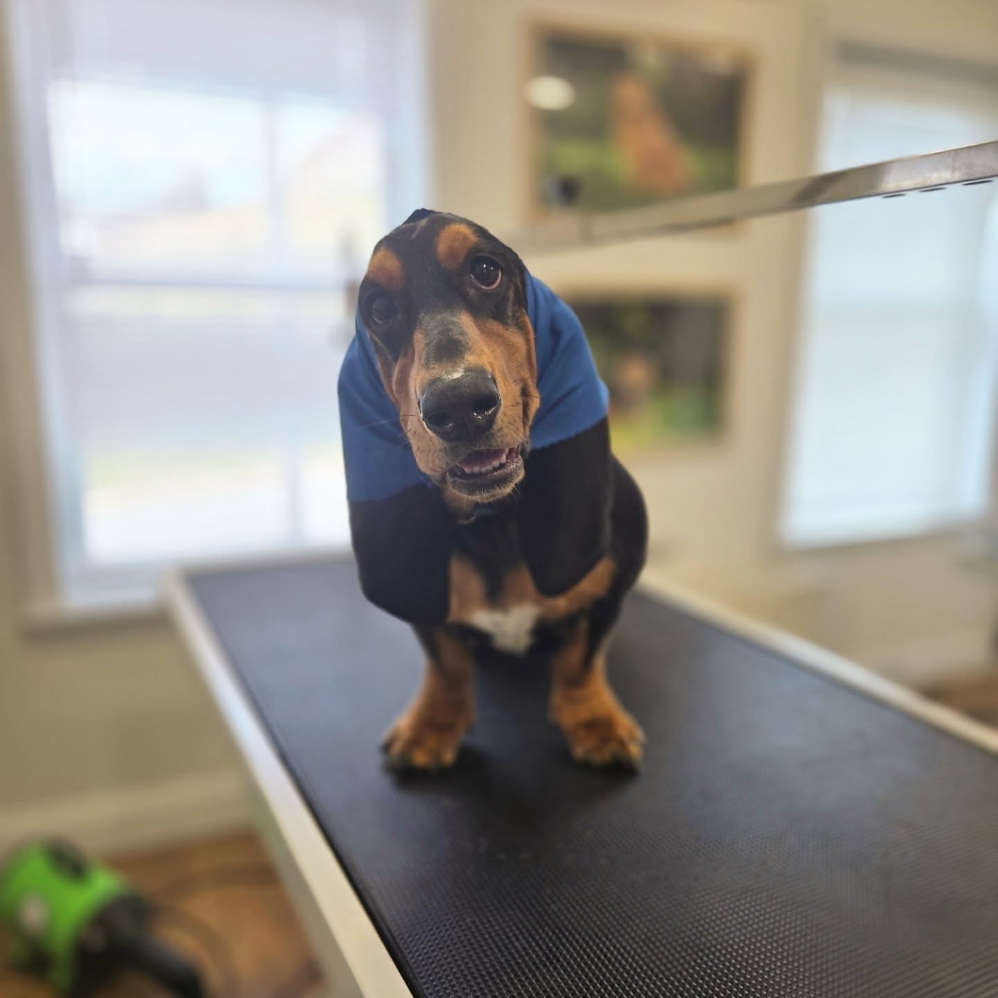 Pleasantly Pampered Grooming Bangor