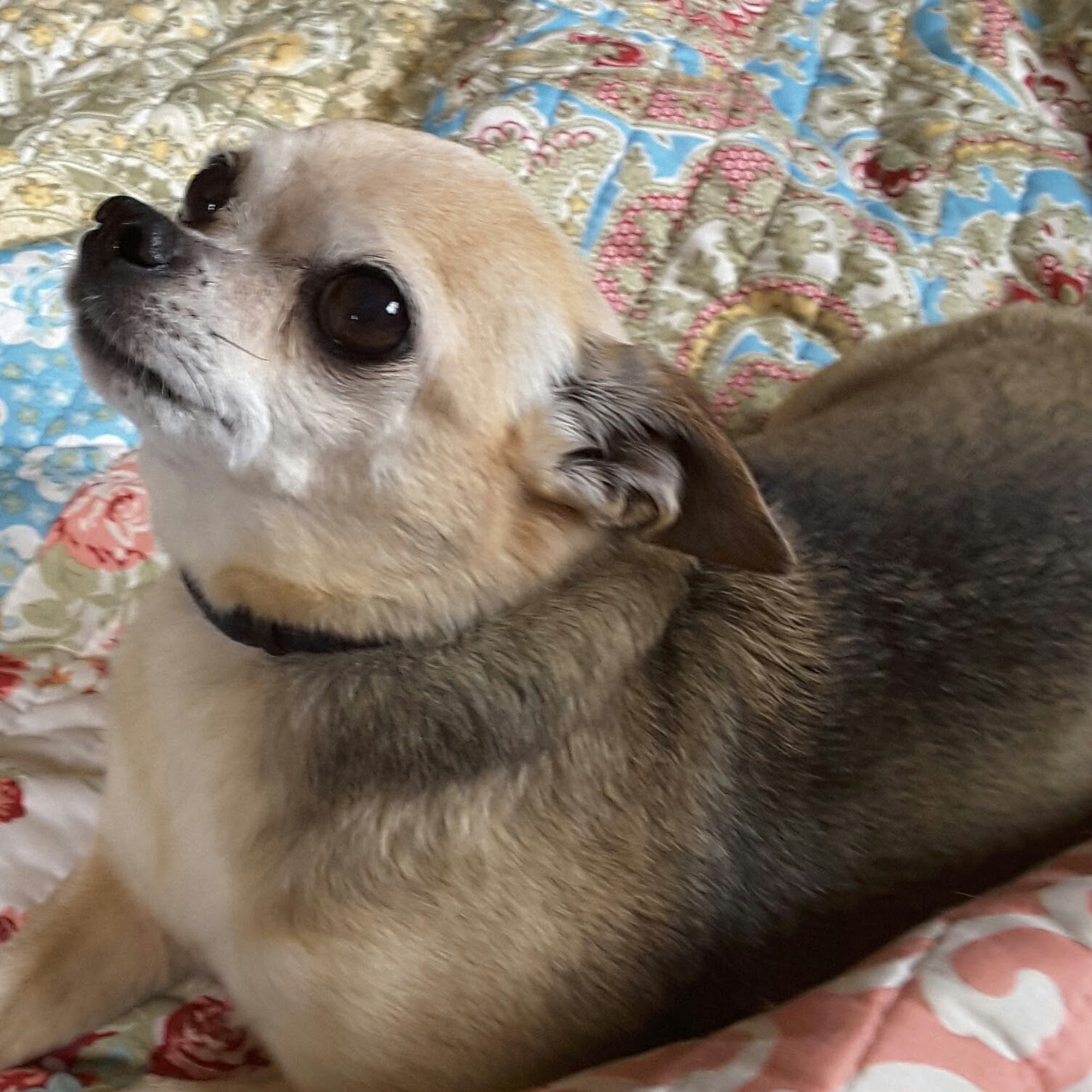 Acadia Veterinary Hospital Bar Harbor