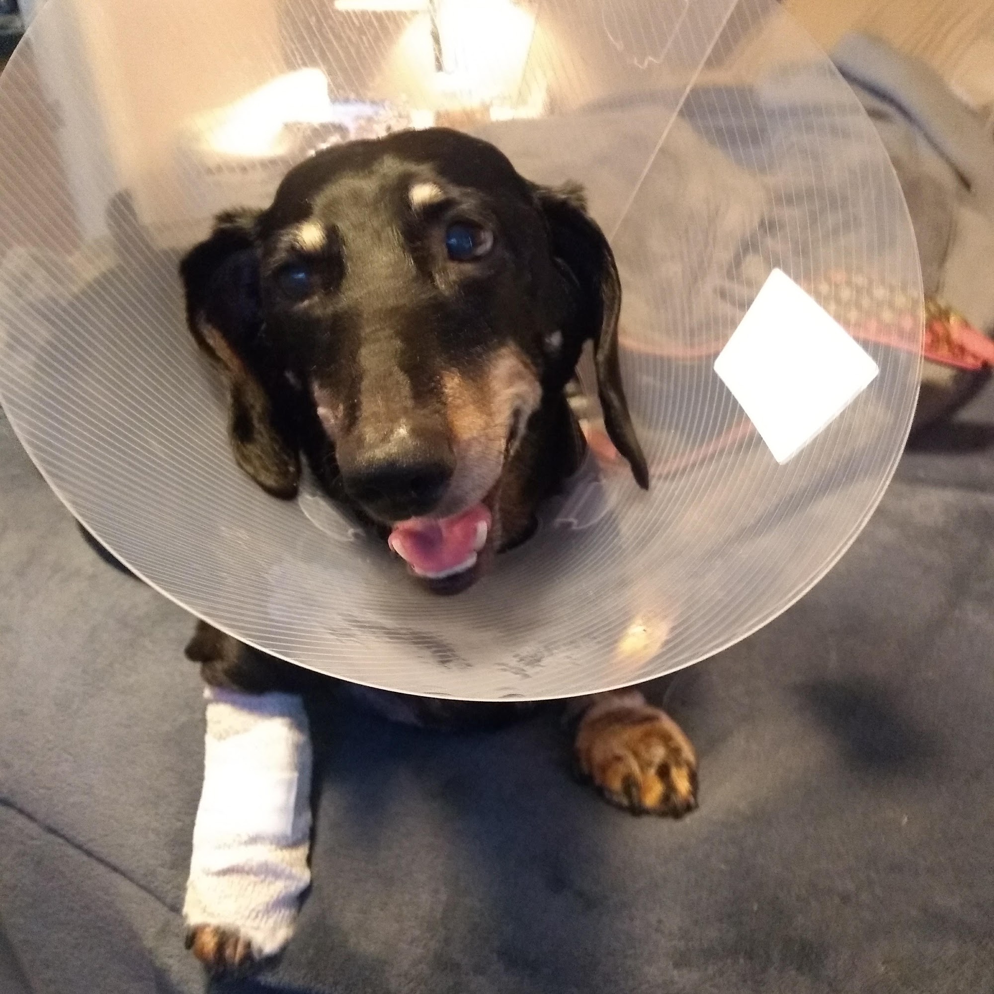 Lucky Pet Animal Hospital Berwick