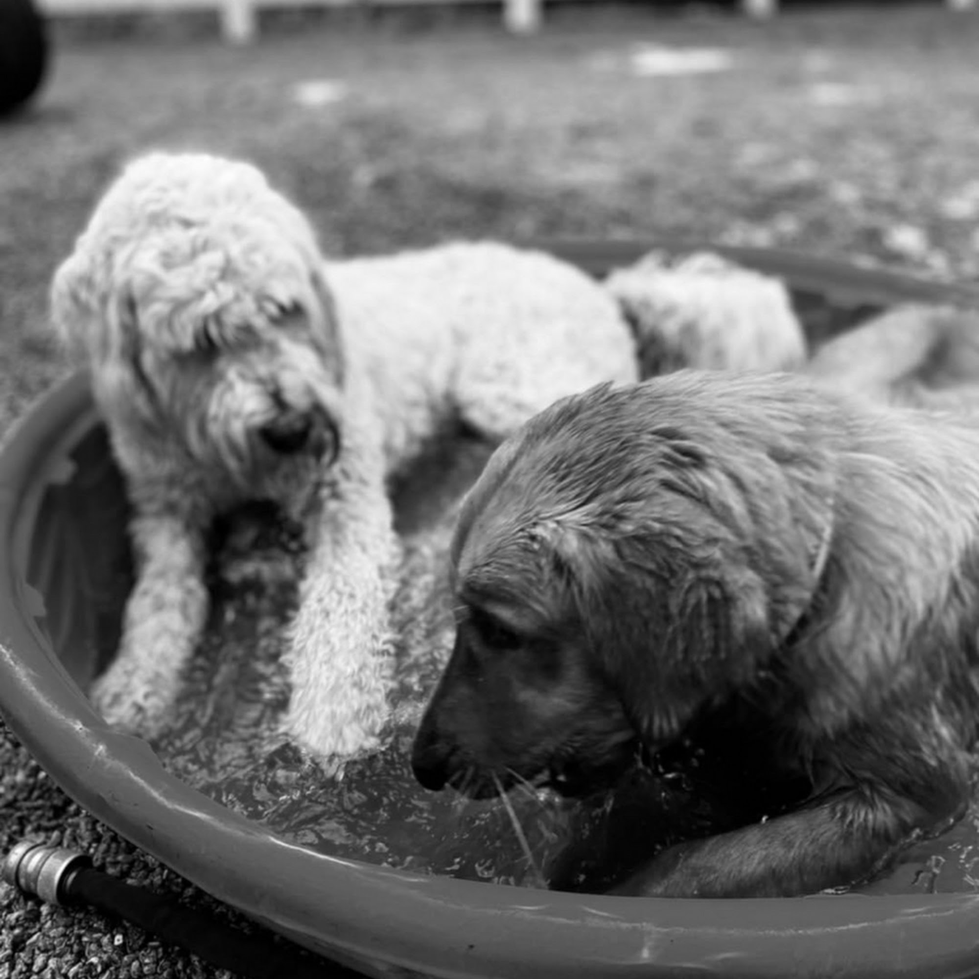 Barker Brook Kennels Bethel