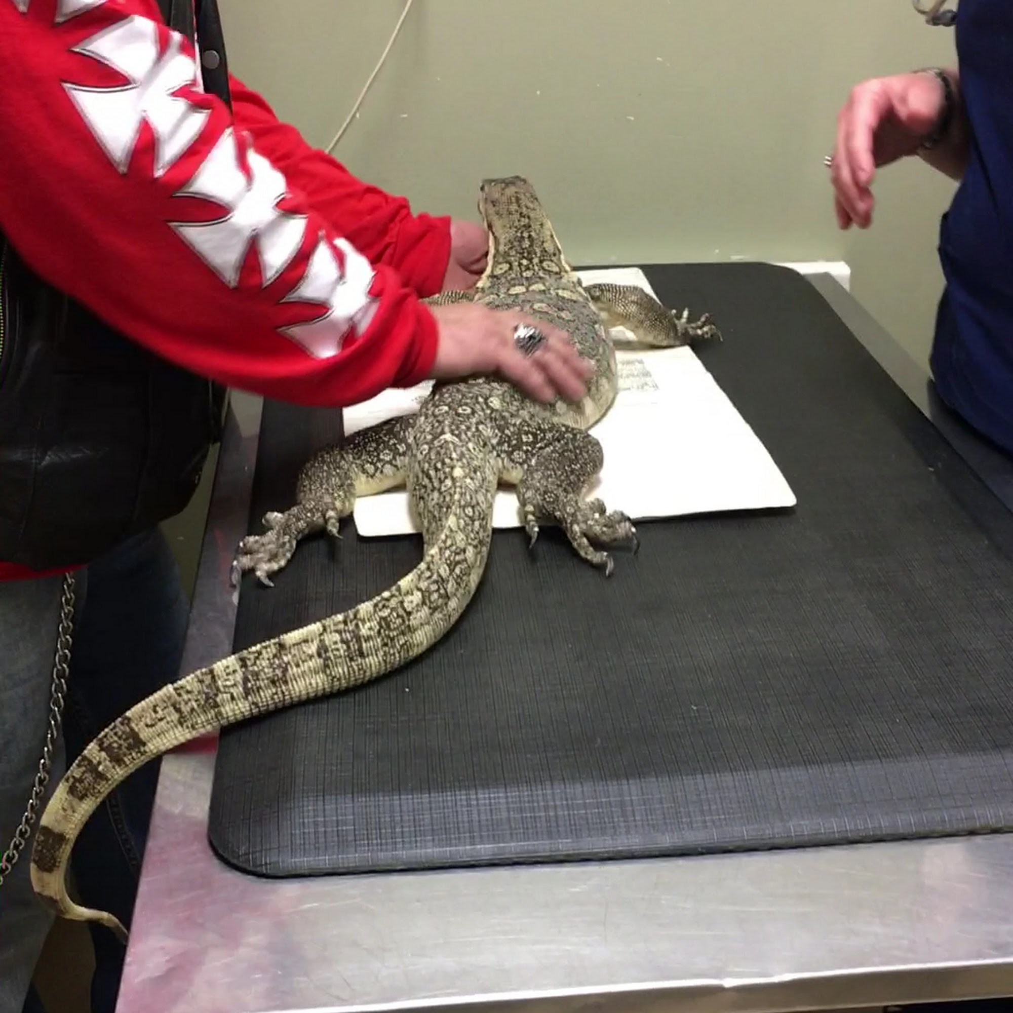 Biddeford Animal Hospital Biddeford