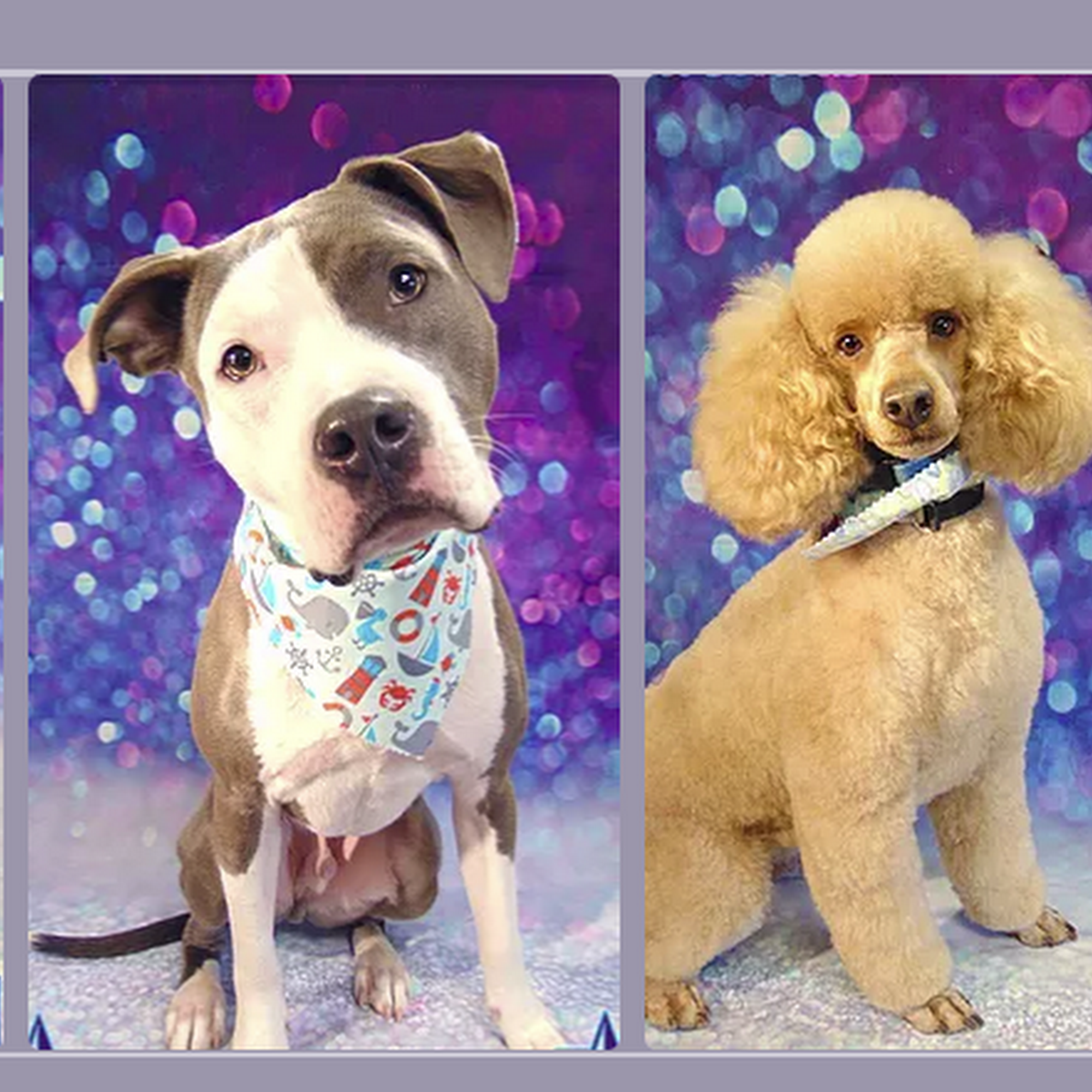 Spike Dog Grooming and Boutique, LLP Biddeford