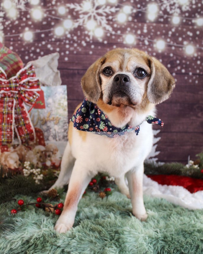 Spike Dog Grooming and Boutique, LLP Biddeford