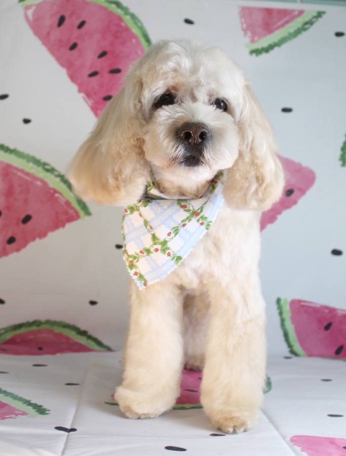 Spike Dog Grooming and Boutique, LLP Biddeford