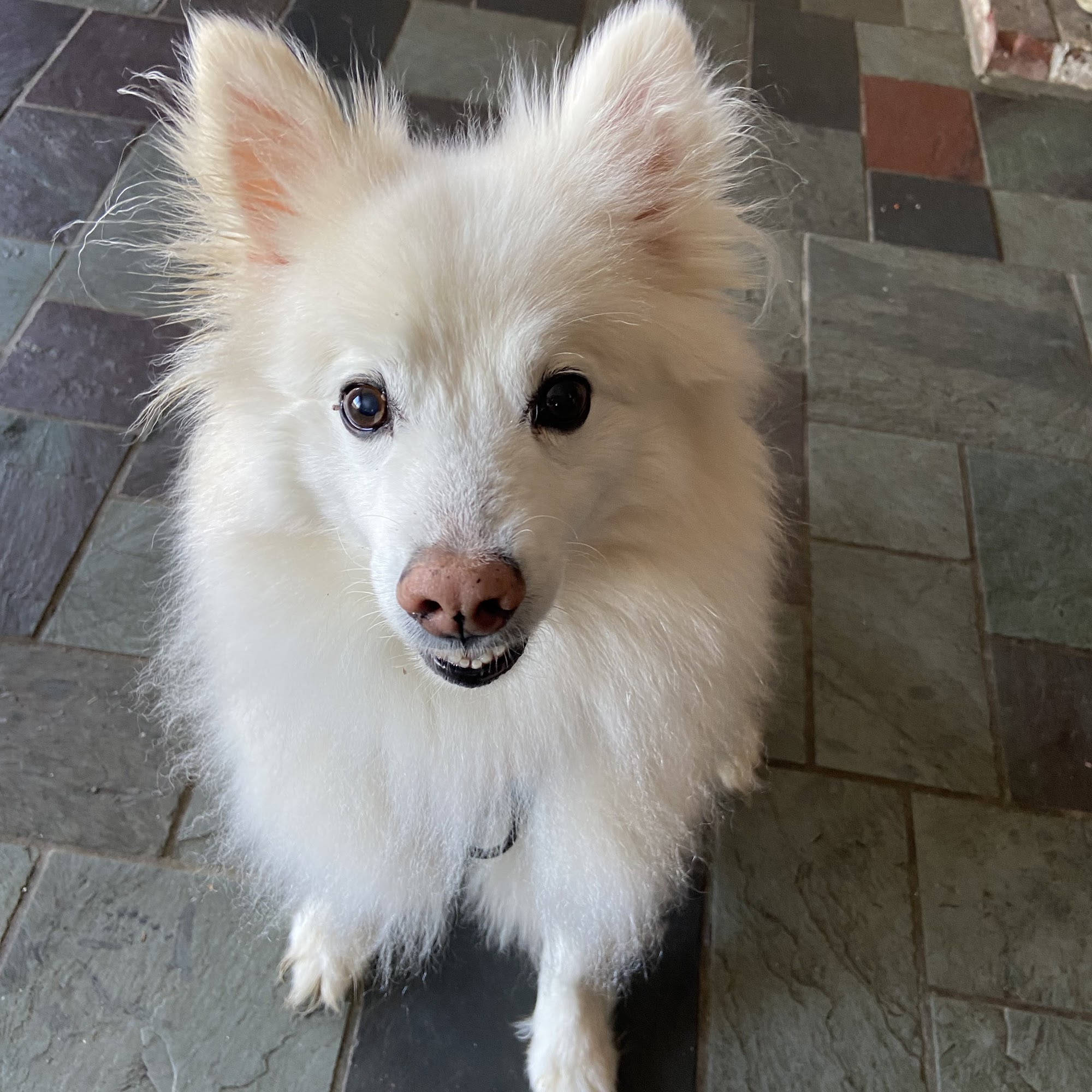 Maine Coast Veterinary Hospital Blue Hill