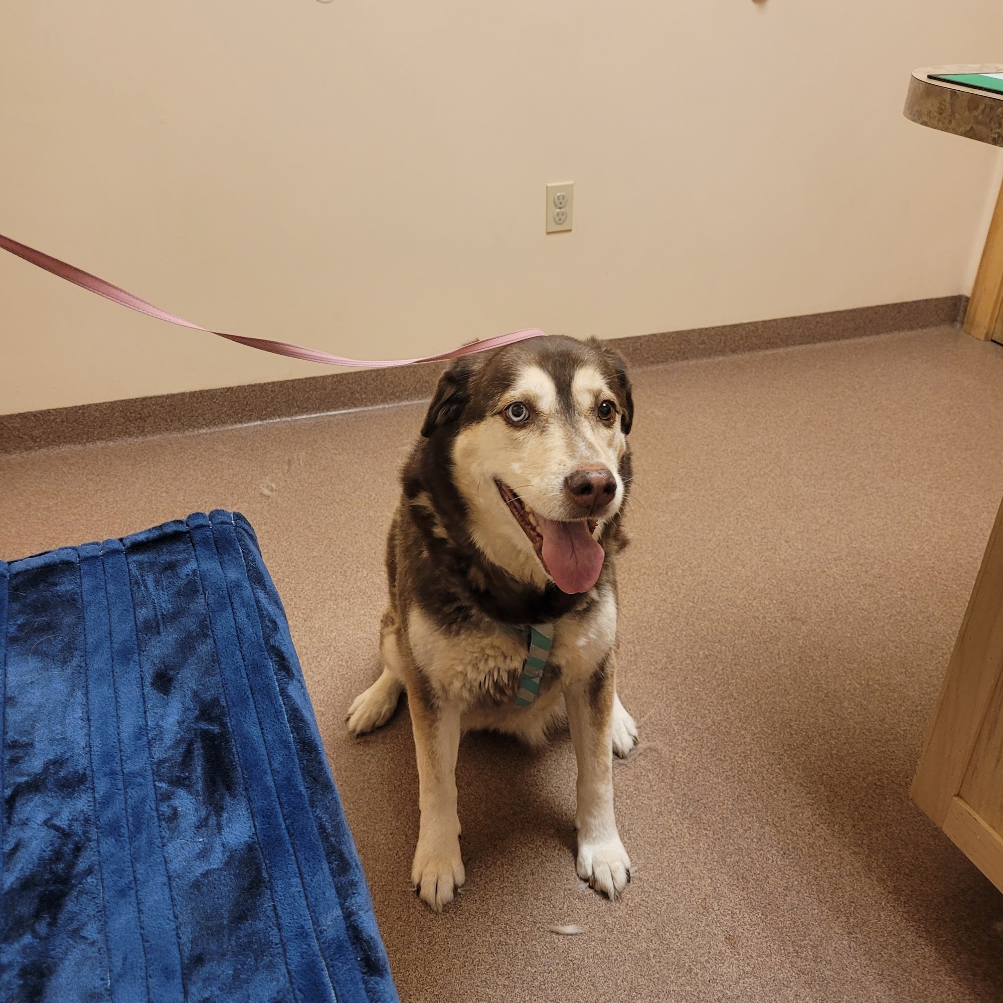 Boothbay Animal Hospital Boothbay