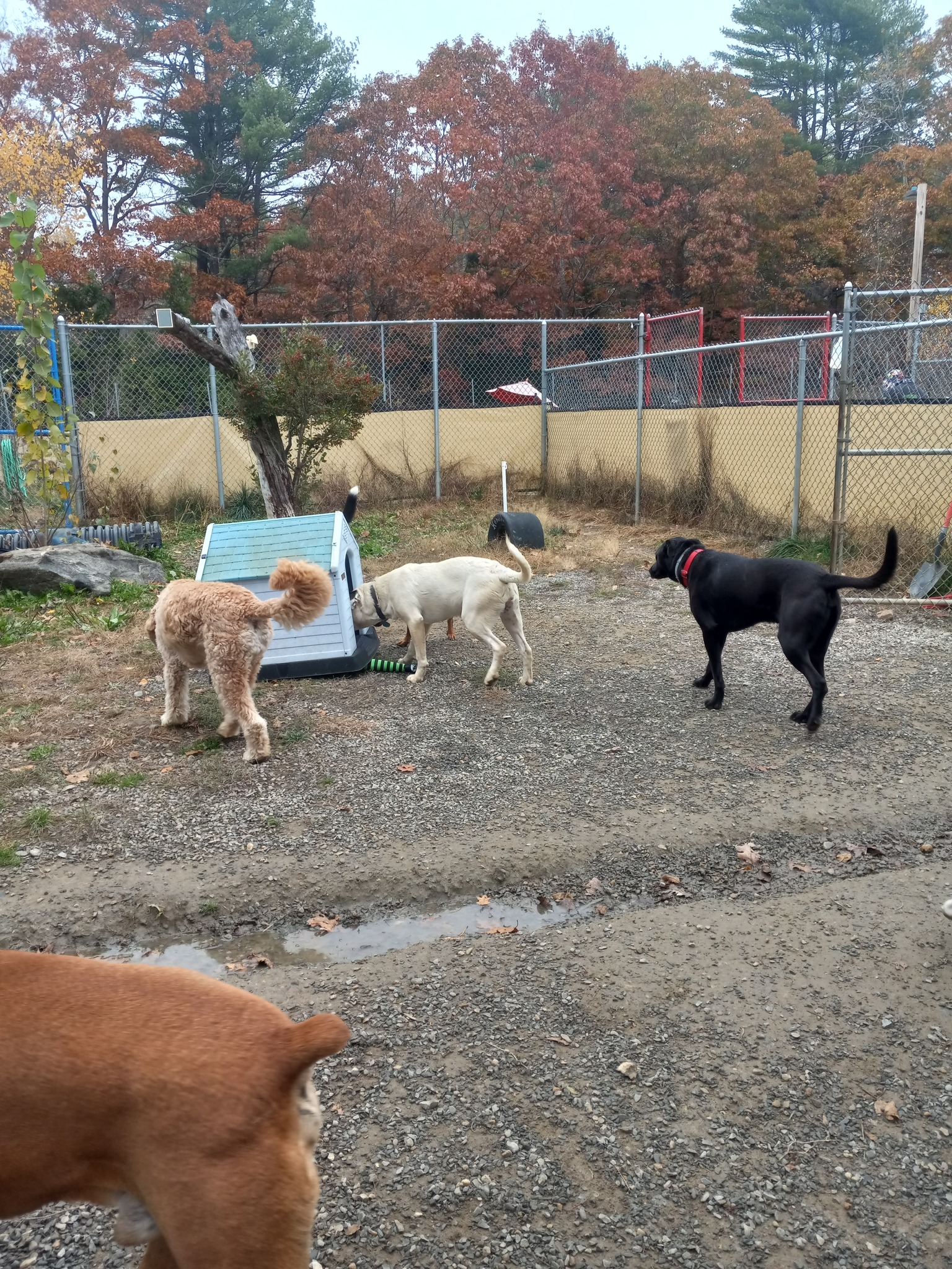 Boothbay Canine Daycare & Boarding, LLC Boothbay