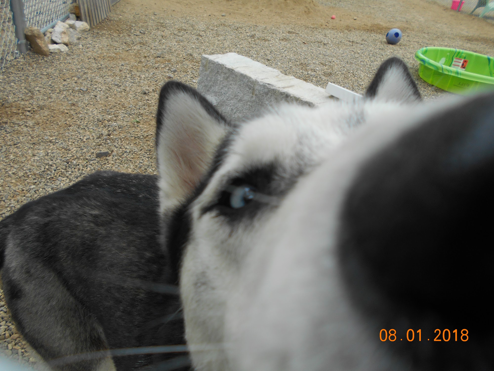 Boothbay Canine Daycare & Boarding, LLC Boothbay