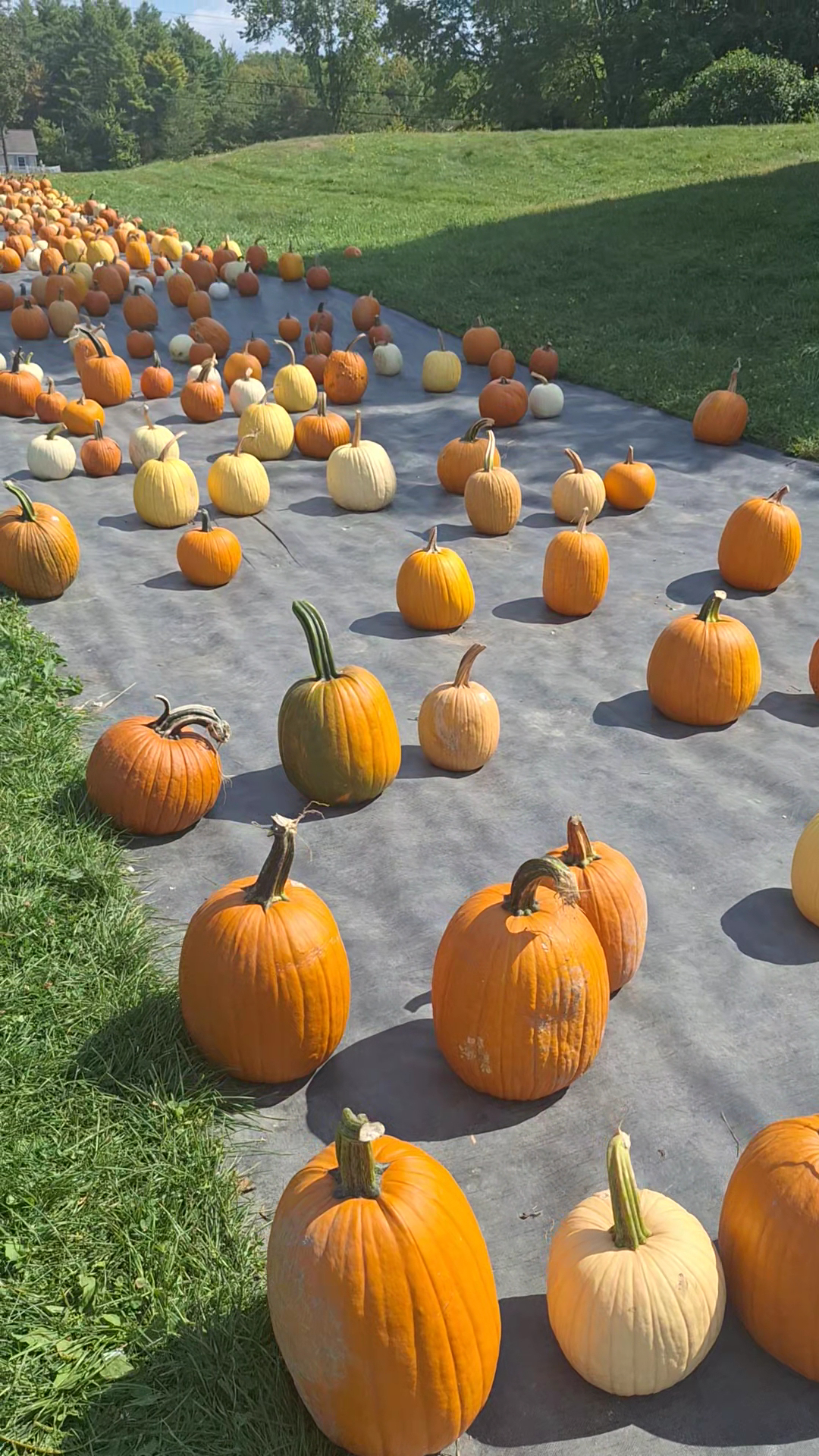 Rocky Ridge Orchard Menu